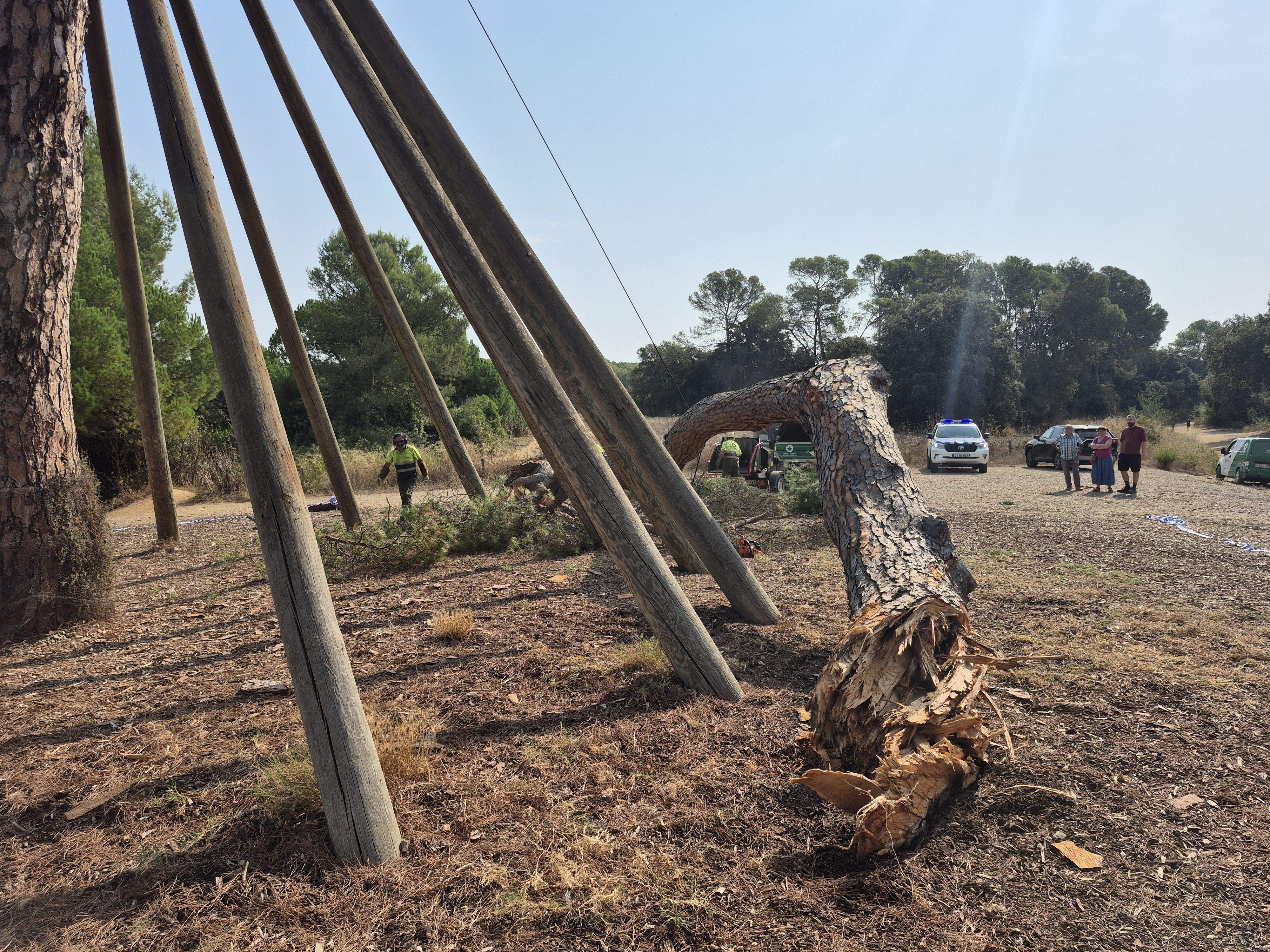 Cau la gran branca del Pi d'en Xandri FOTO: TOT Sant Cugat 