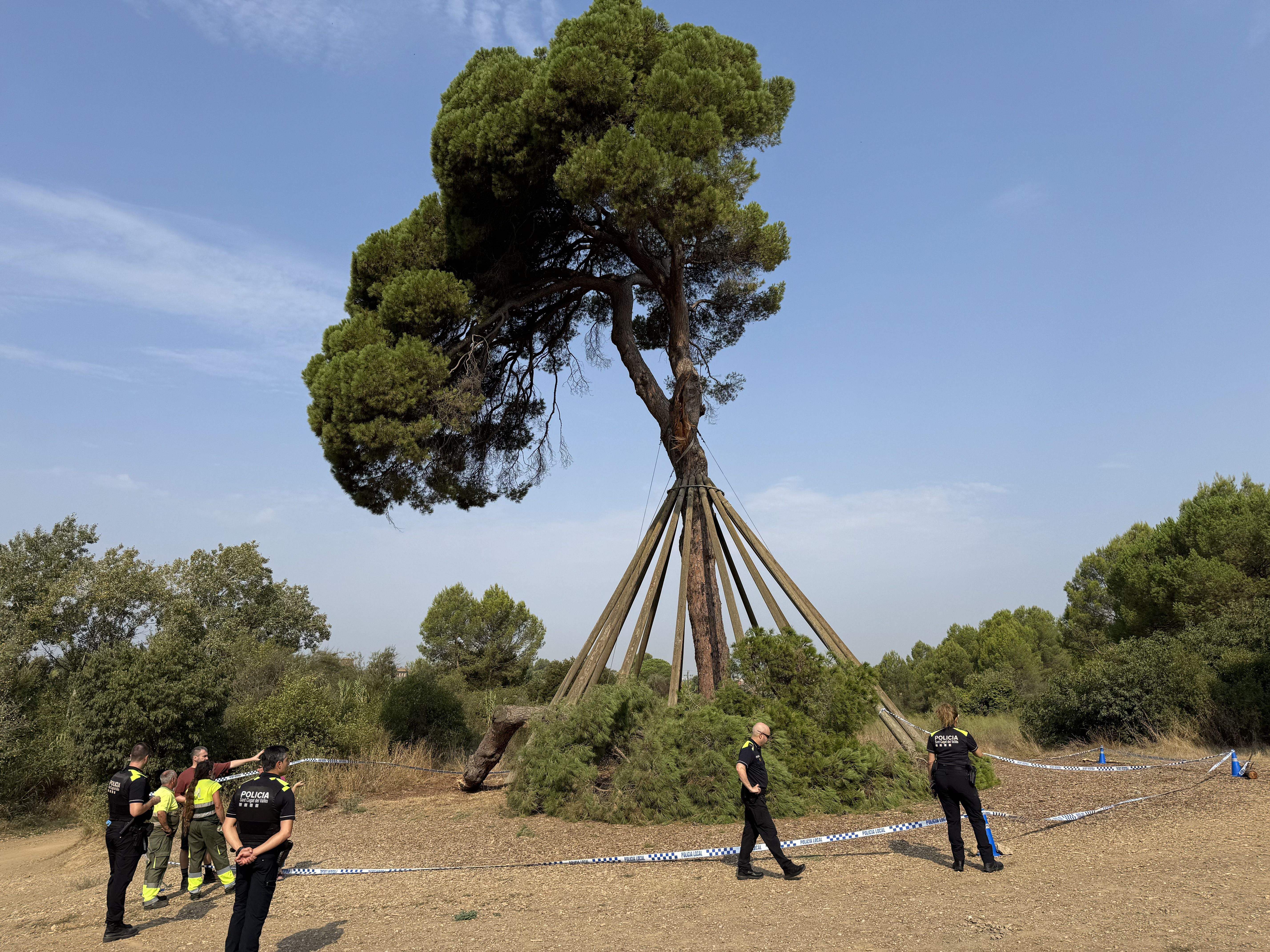 El Pi d'en Xandri perd la seva emblemàtica branca FOTO: TOT Sant Cugat