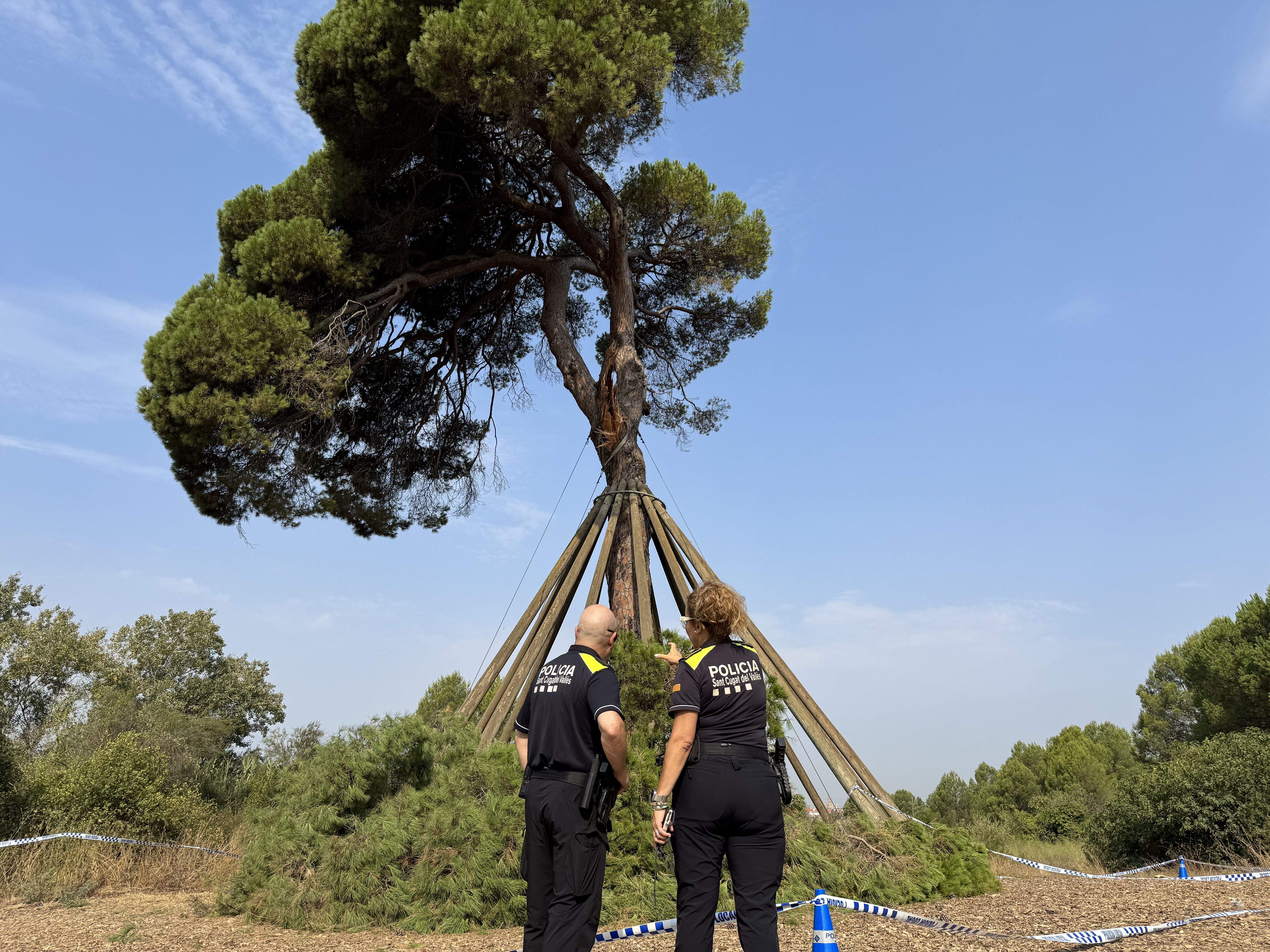El Pi d'en Xandri perd la seva emblemàtica branca FOTO: TOT Sant Cugat