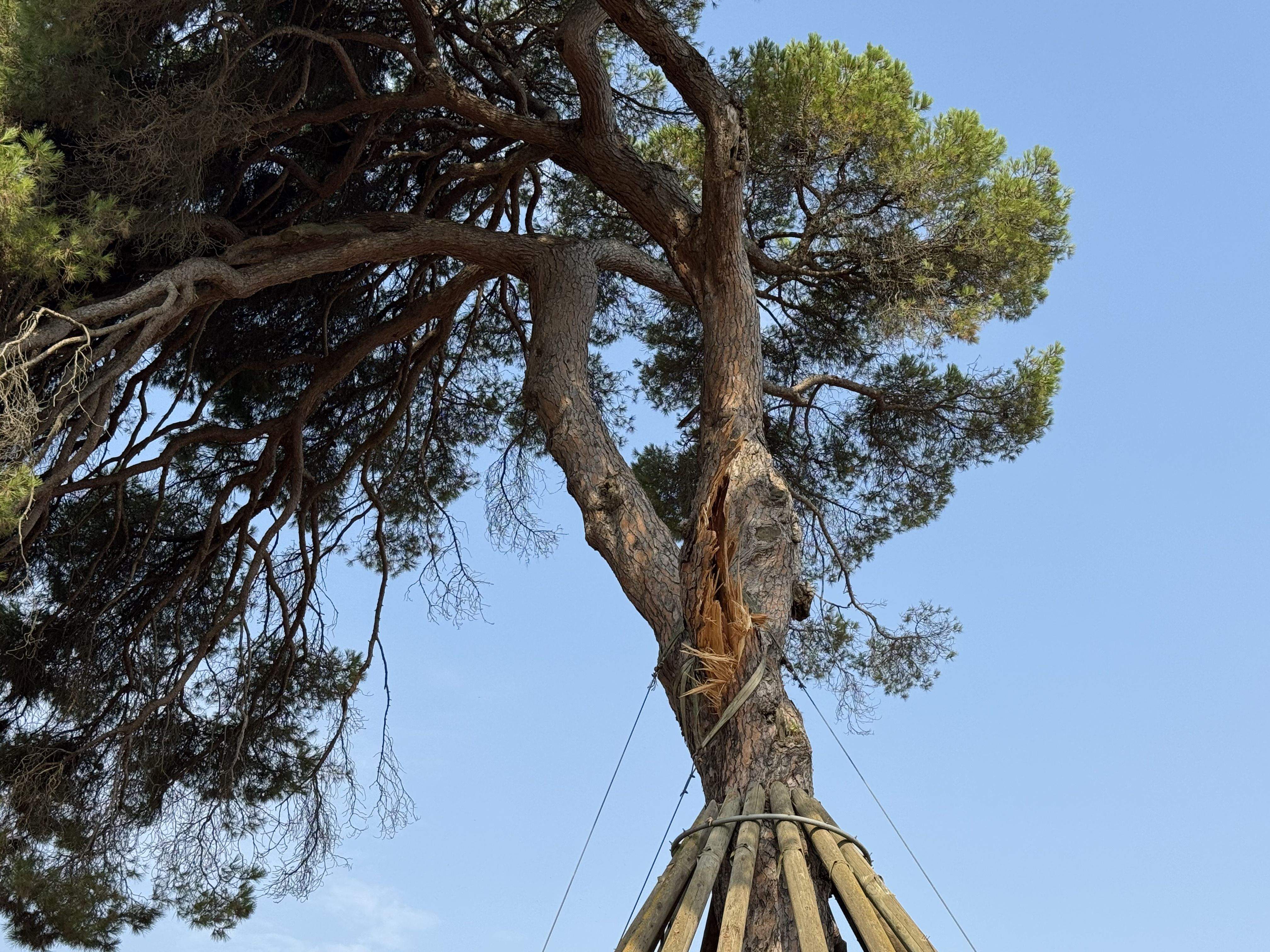 El Pi d'en Xandri perd la seva emblemàtica branca FOTO: TOT Sant Cugat