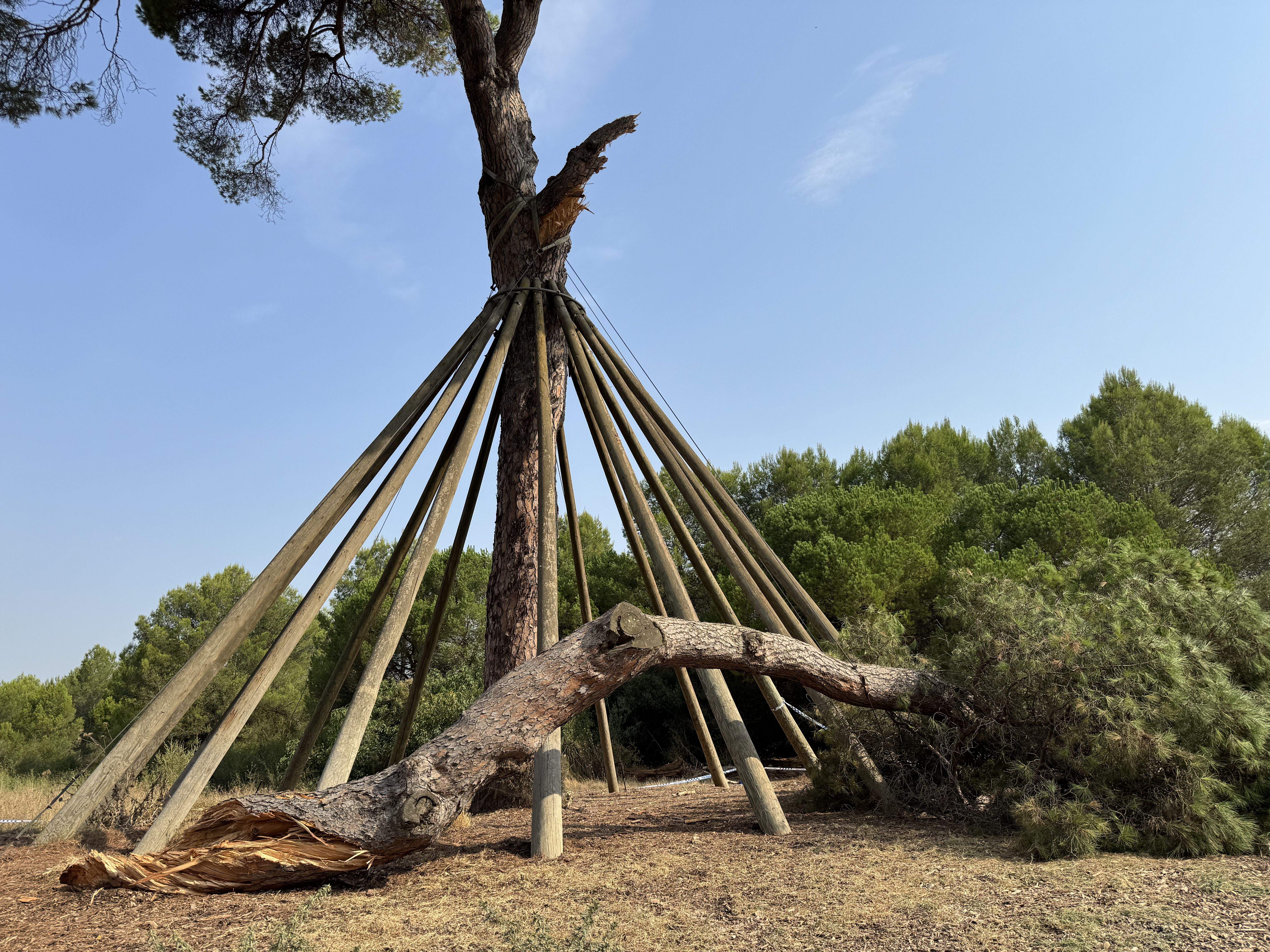 El Pi d'en Xandri perd la seva emblemàtica branca FOTO: TOT Sant Cugat