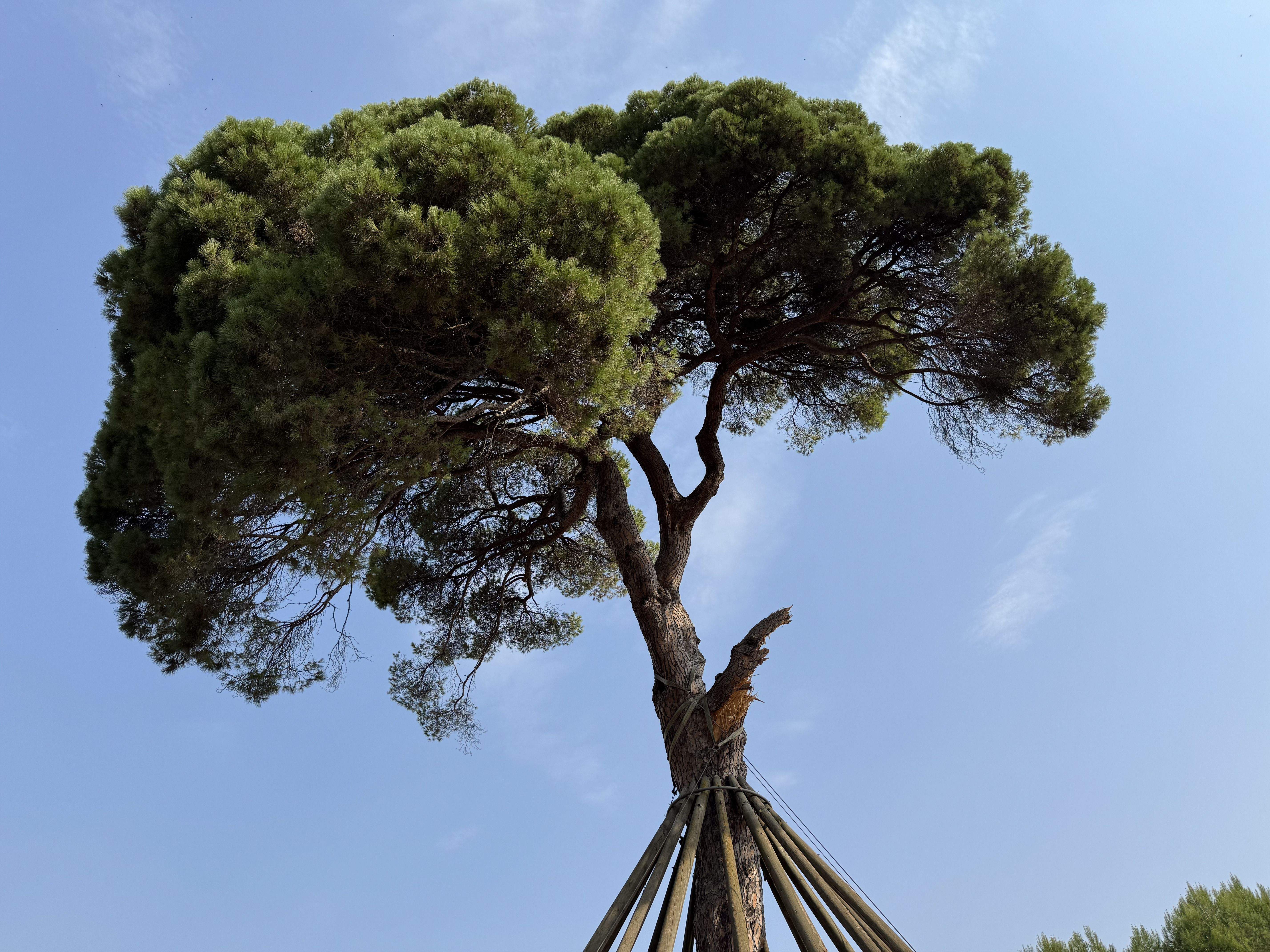 El Pi d'en Xandri perd la seva emblemàtica branca FOTO: TOT Sant Cugat