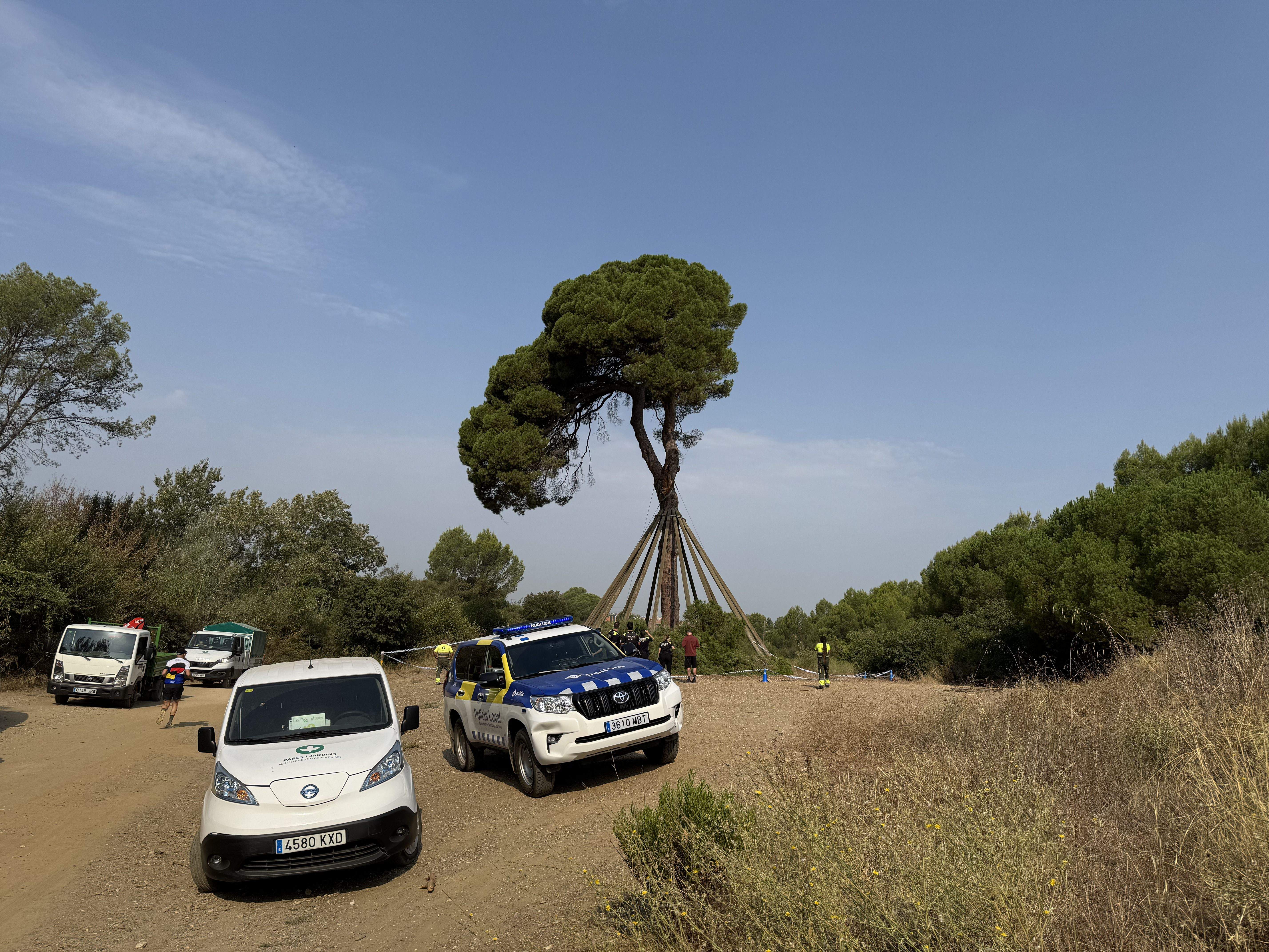 El Pi d'en Xandri perd la seva emblemàtica branca FOTO: TOT Sant Cugat