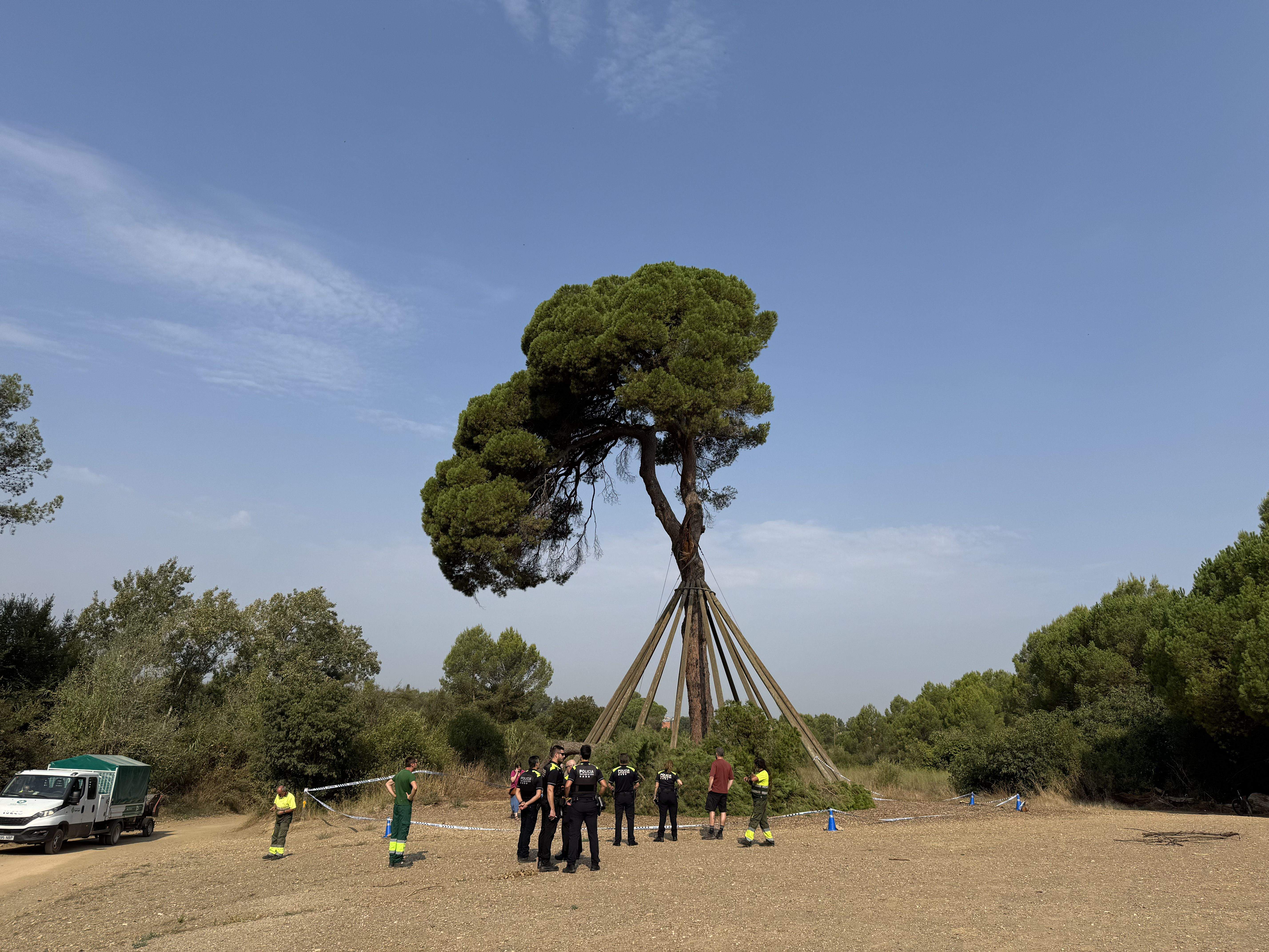 El Pi d'en Xandri perd la seva emblemàtica branca FOTO: TOT Sant Cugat