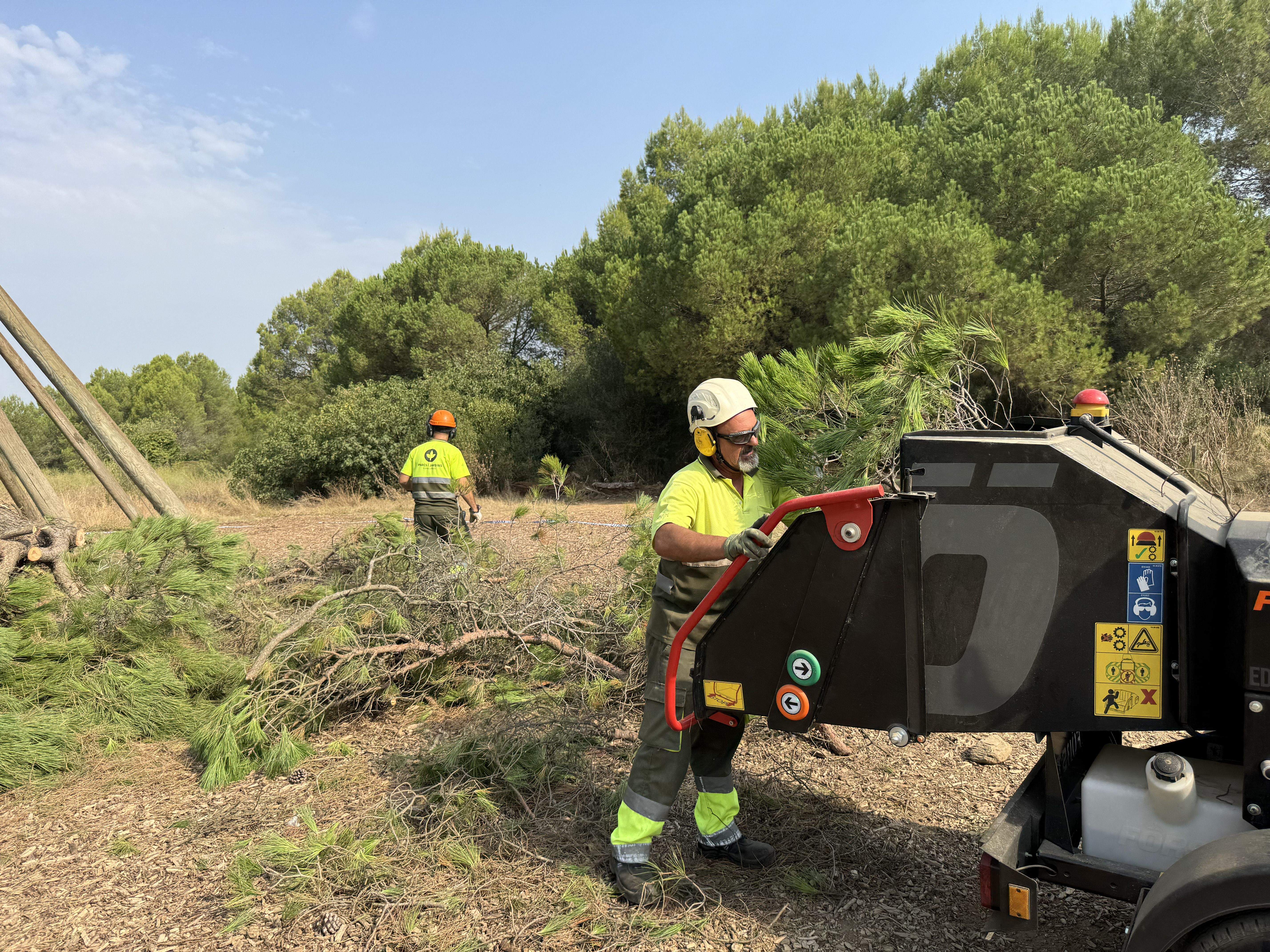 El Pi d'en Xandri perd la seva emblemàtica branca FOTO: TOT Sant Cugat
