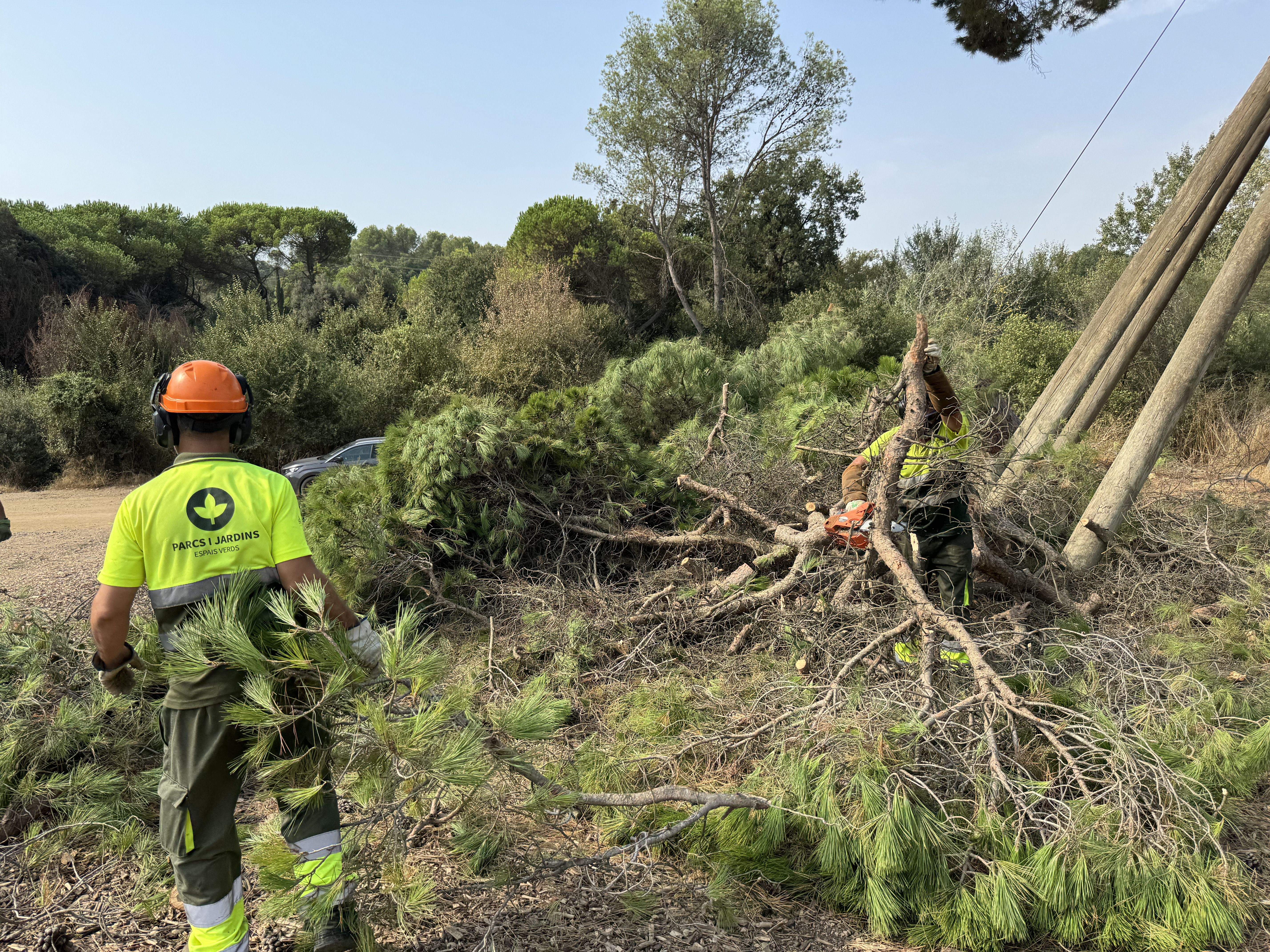 El Pi d'en Xandri perd la seva emblemàtica branca FOTO: TOT Sant Cugat