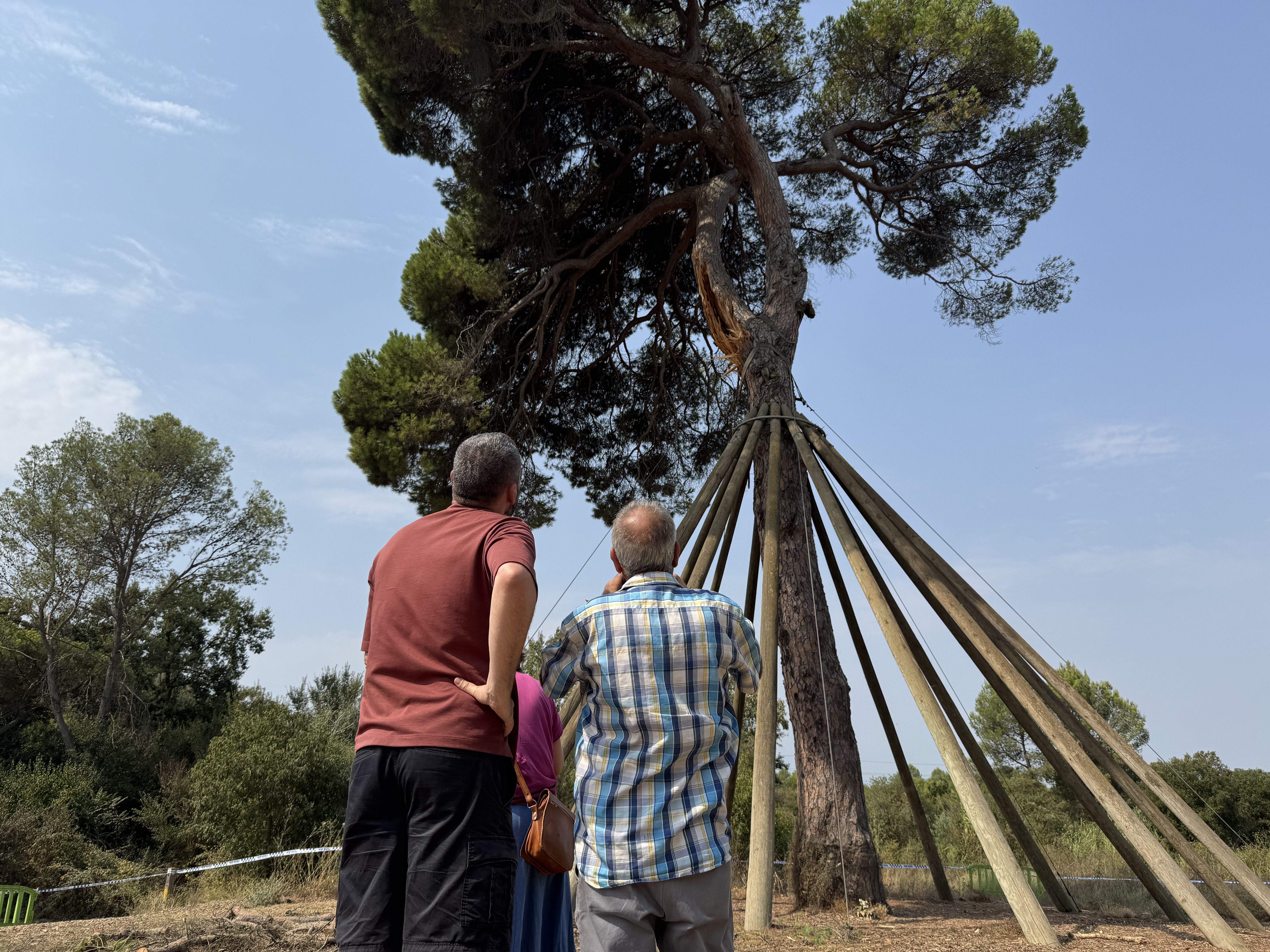 El Pi d'en Xandri perd la seva emblemàtica branca FOTO: TOT Sant Cugat