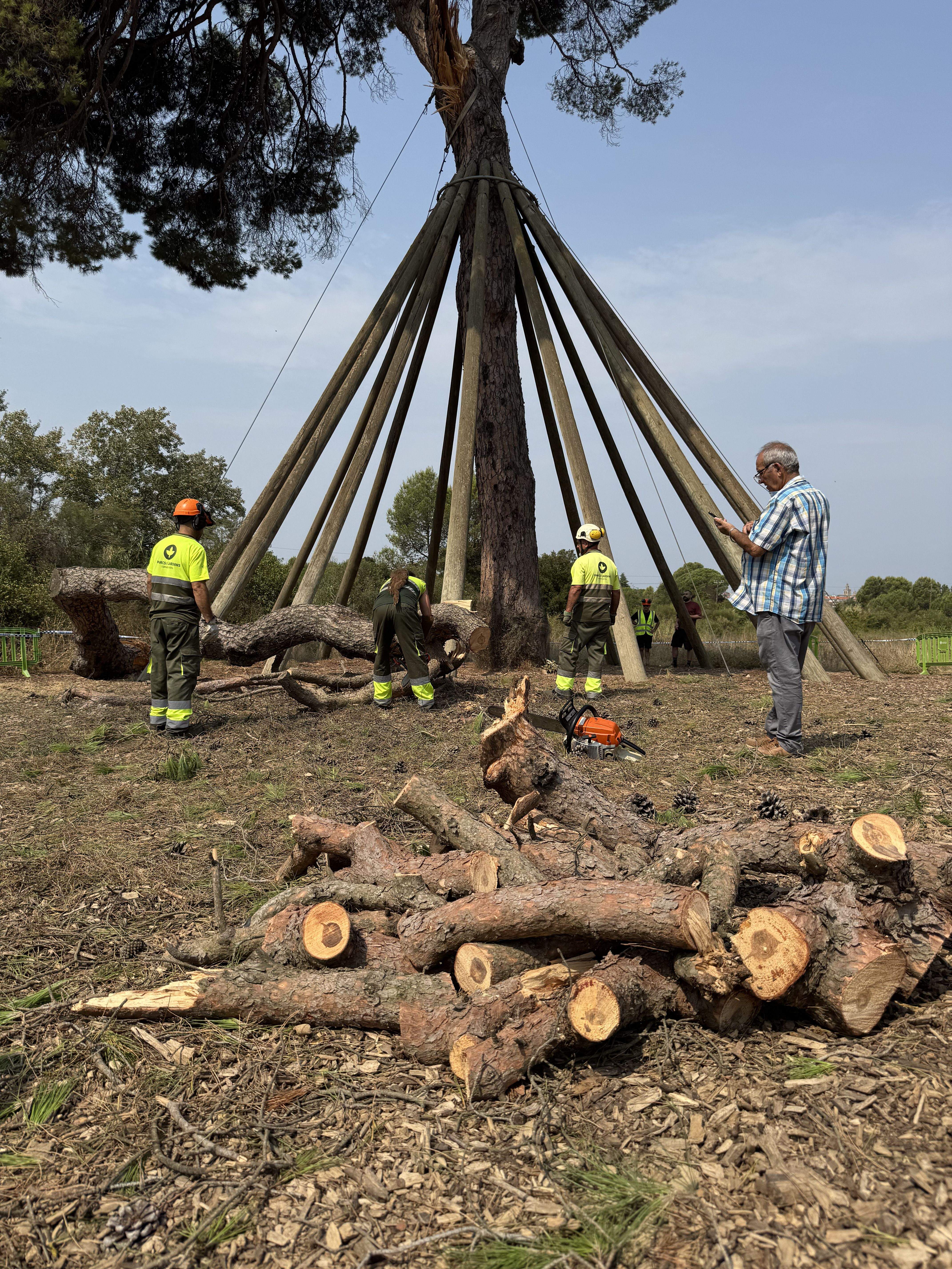 El Pi d'en Xandri perd la seva emblemàtica branca FOTO: TOT Sant Cugat