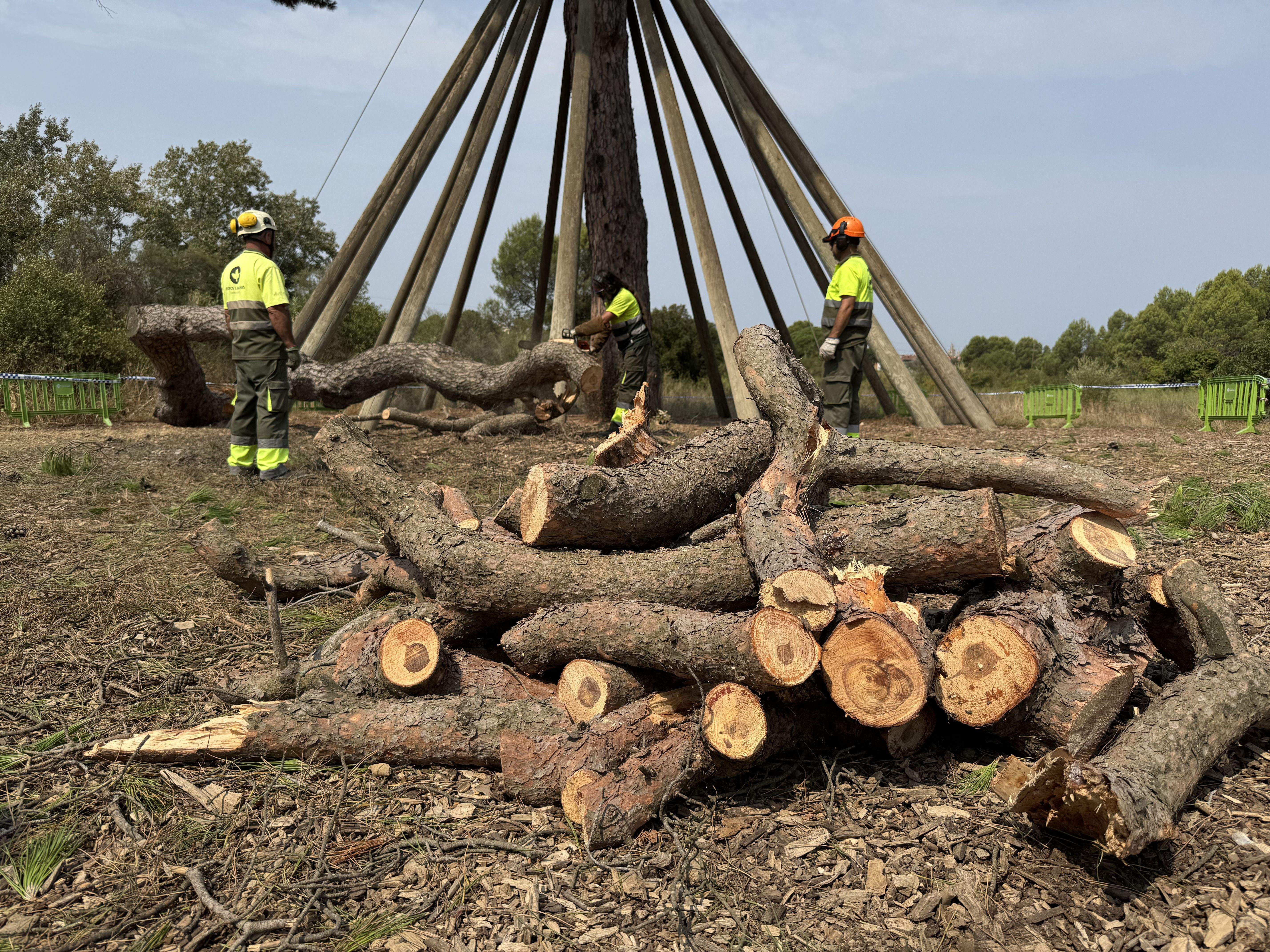 El Pi d'en Xandri perd la seva emblemàtica branca FOTO: TOT Sant Cugat