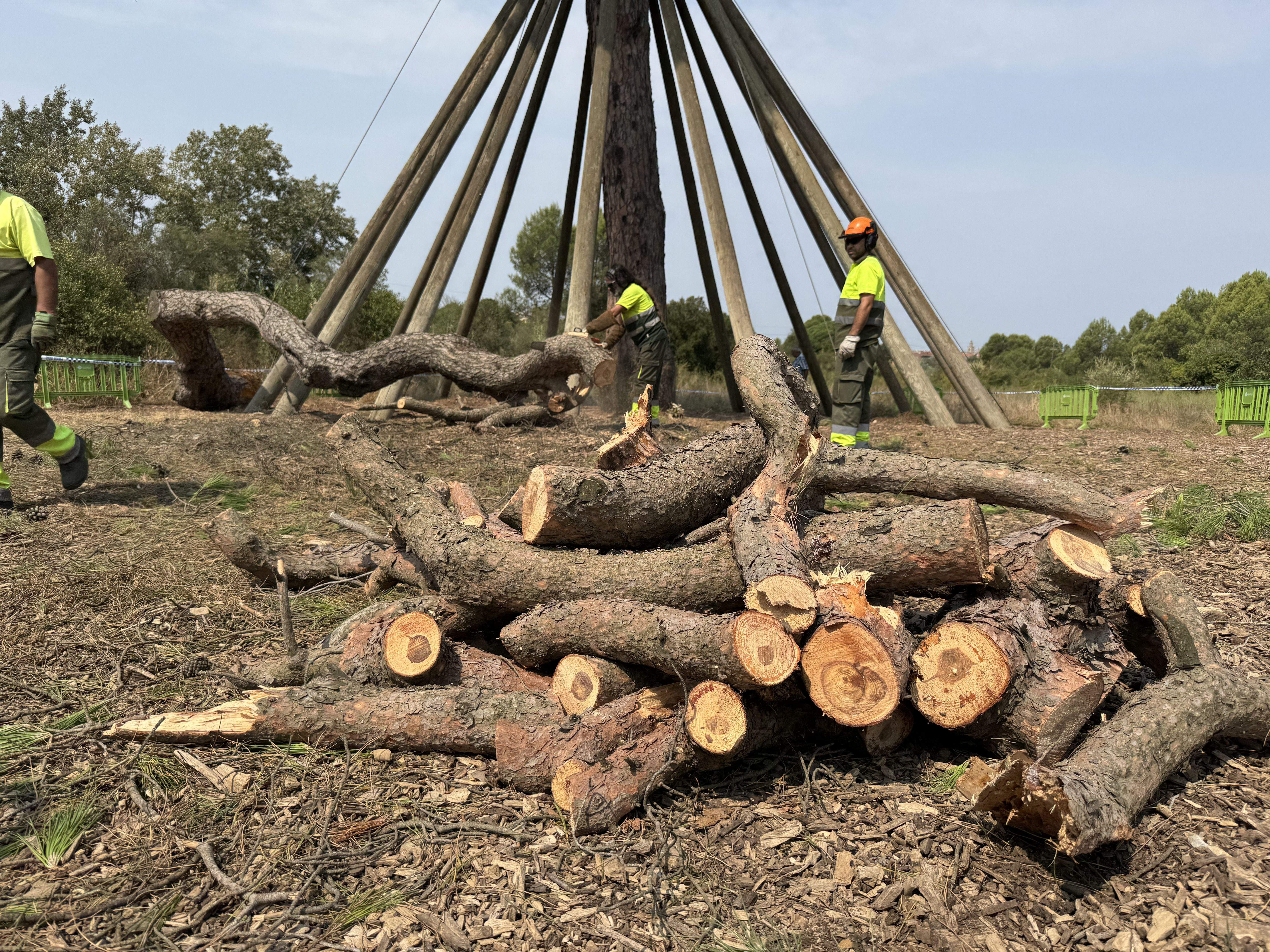 El Pi d'en Xandri perd la seva emblemàtica branca FOTO: TOT Sant Cugat