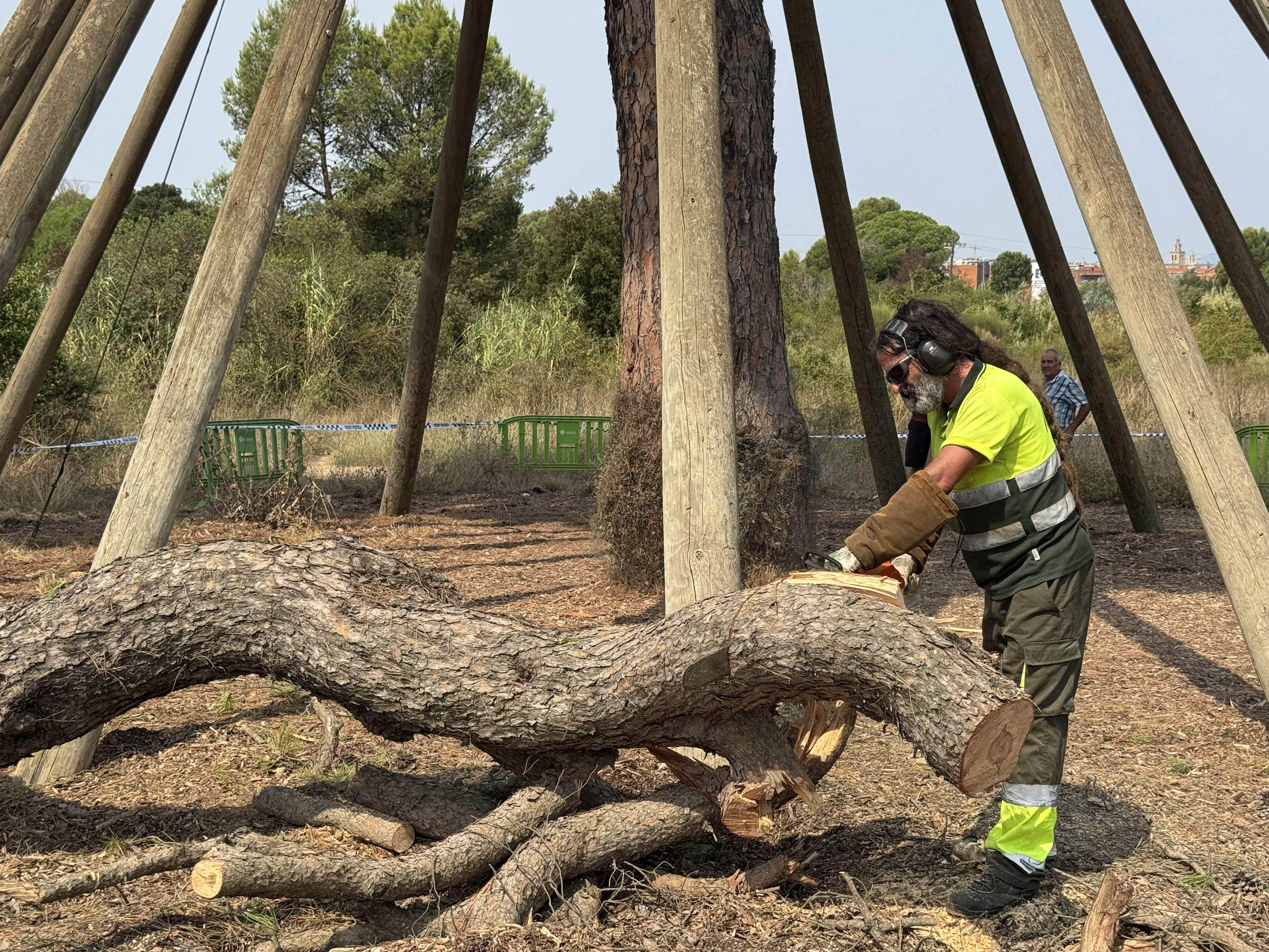 El Pi d'en Xandri perd la seva emblemàtica branca FOTO: TOT Sant Cugat