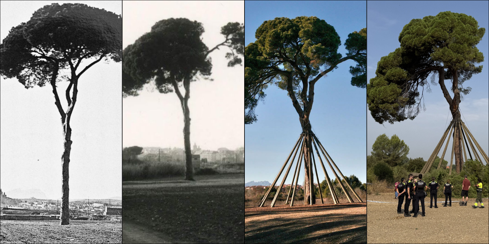 4 imatges de l'evolució del Pi d'en Xandri FOTO: Arxiu TOT