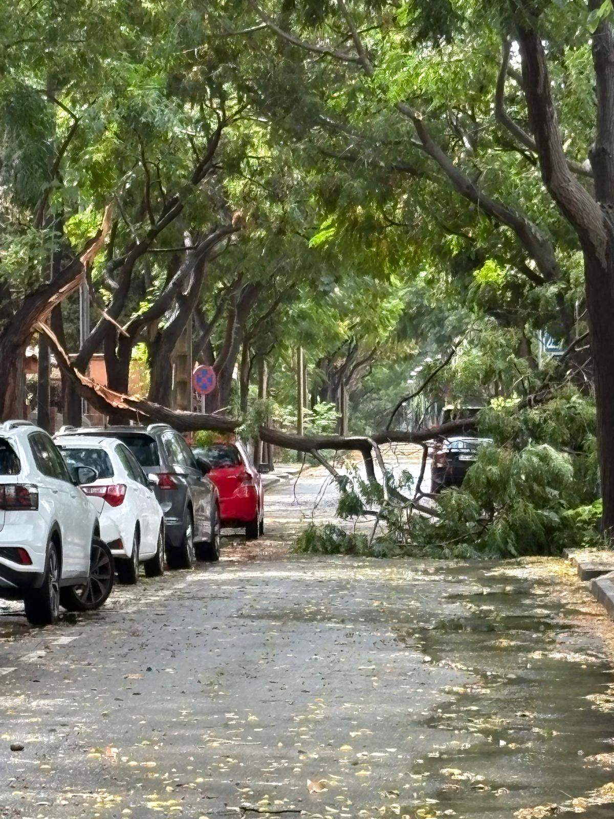 Una branca de grans dimensions ha caigut a la rambla del Jardí. FOTO: Cedida