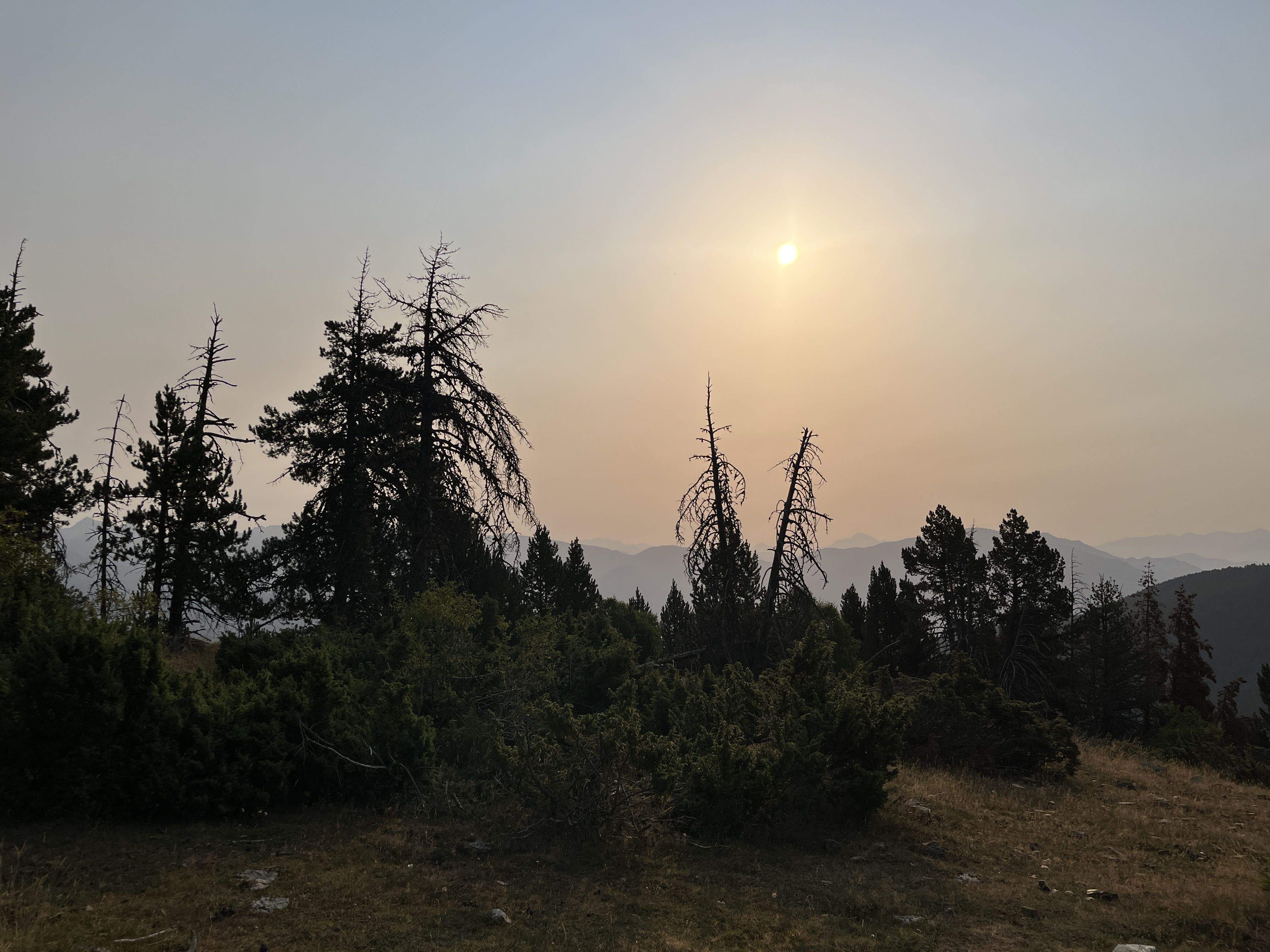 Cendra omnipresent - Pallars Sobirà FOTO: Mercè Baldi Coll