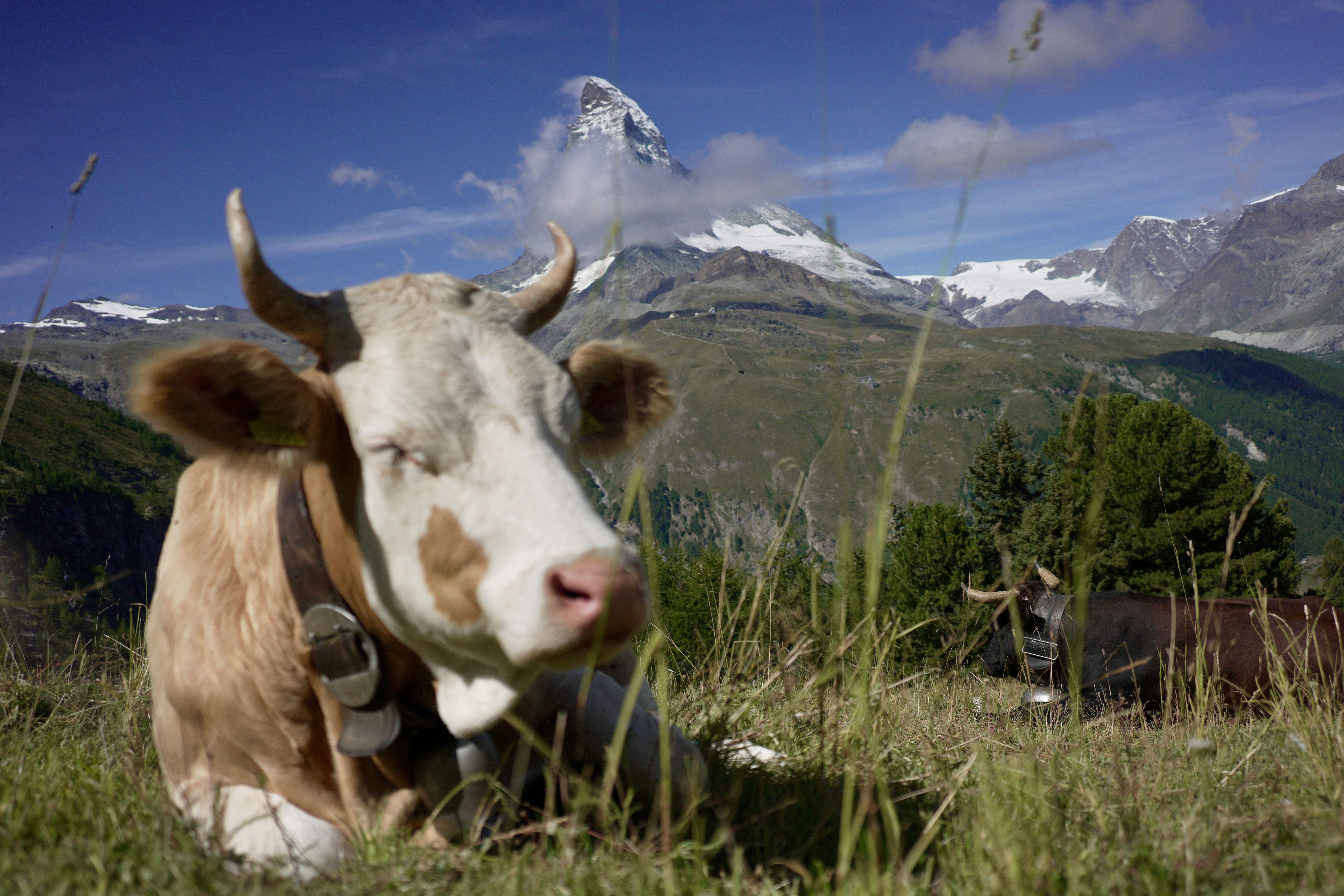 Esmorzar amb vistes - Suïssa FOTO: David Bou Martínez