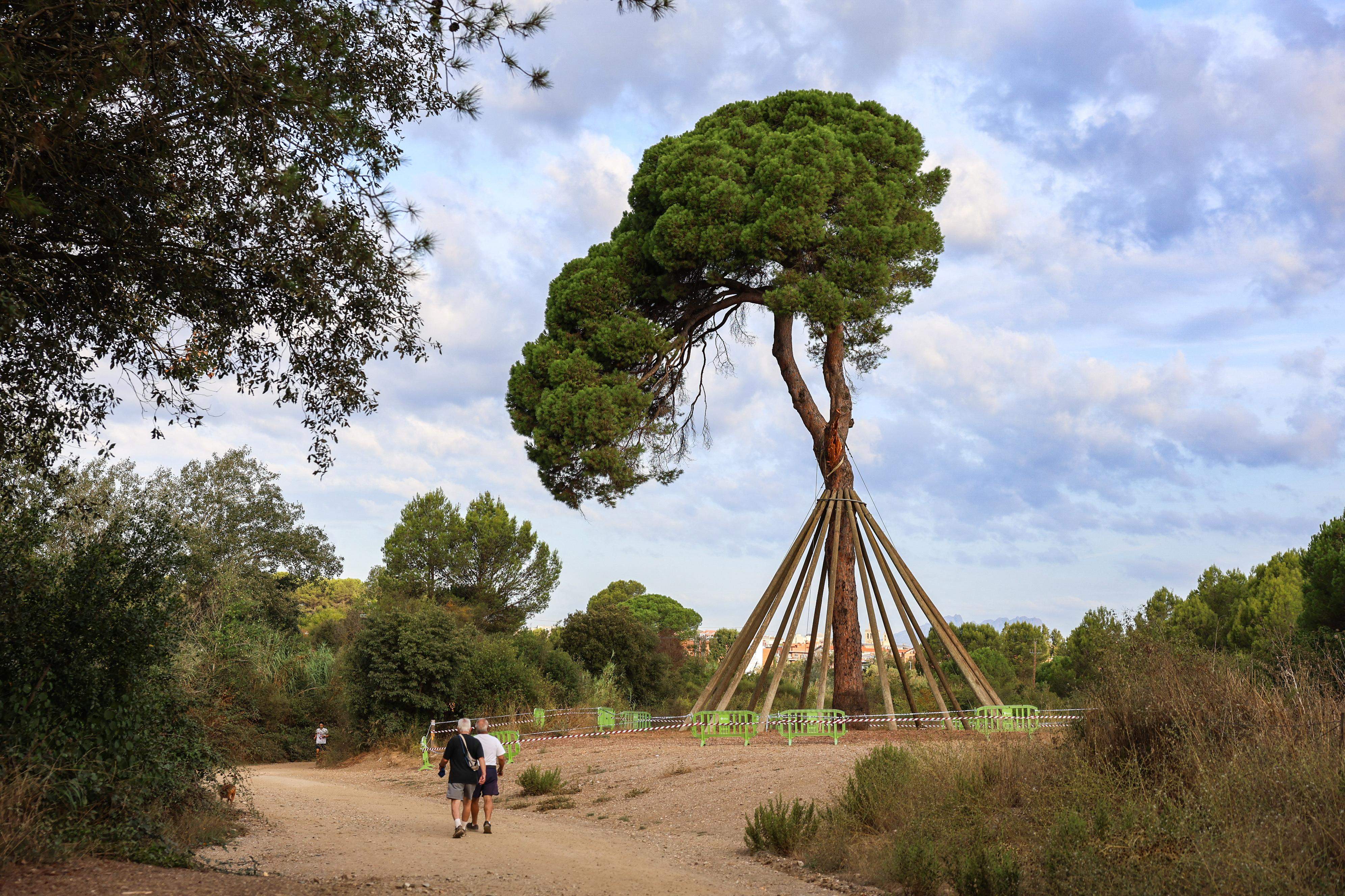 La fractura de la branca del Pi d'en Xandri FOTO: Ajuntament de Sant Cugat