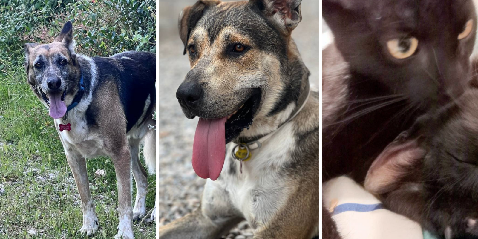 Animals en adopció: Pipo, Rocky i Cosmos i Flow. FOTO: Cedida