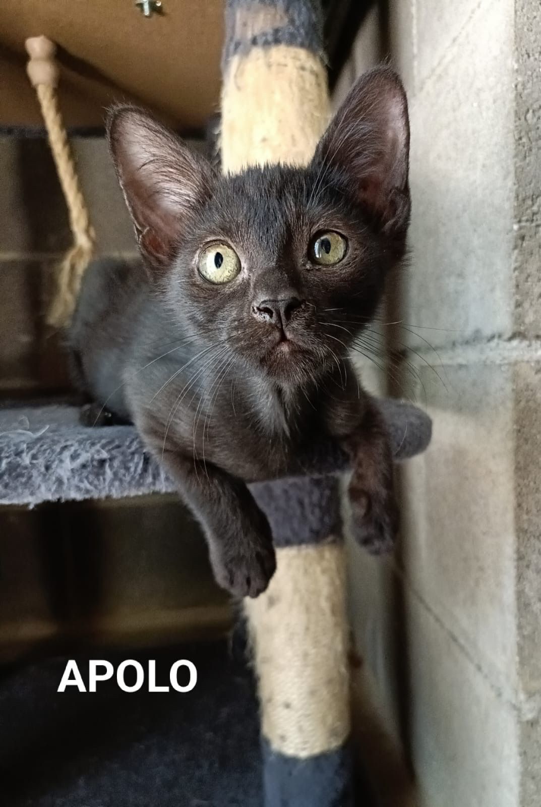 APOLO