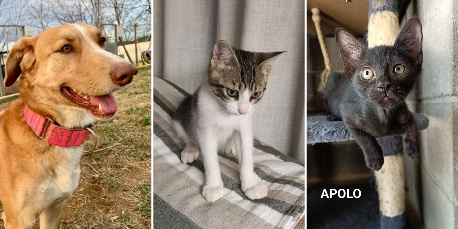 Animals en adopció: Annapurna, Dunham i Apolo. FOTO: Cedida