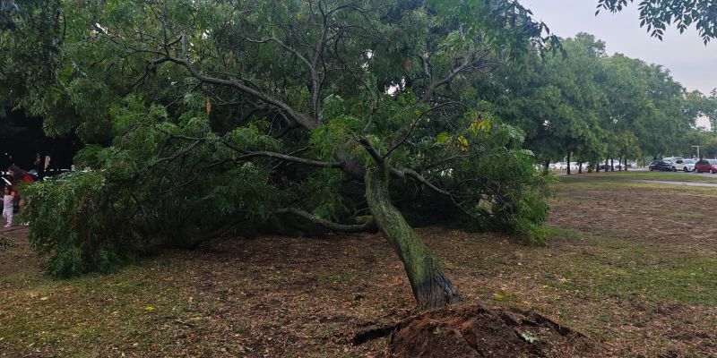 Un arbre ha caigut asl jardins del Monestir, al costat de la Casa de Cultura FOTO: Bernat Millet (TOT Sant Cugat)