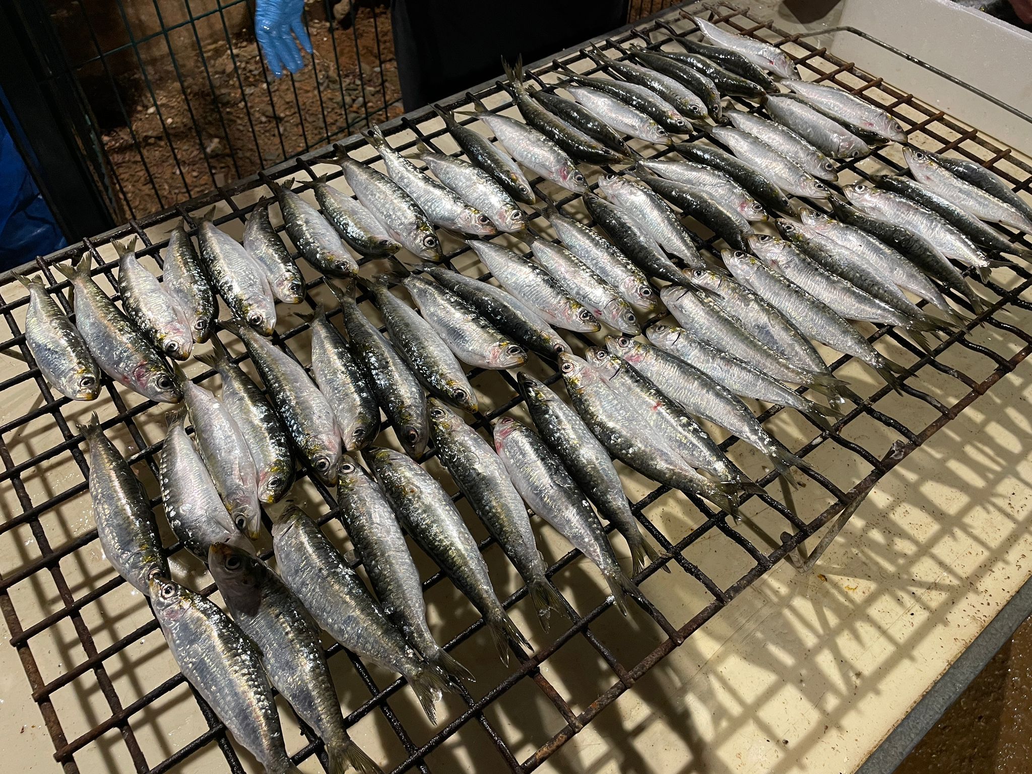 Sardinada popular. FOTO: Cedida