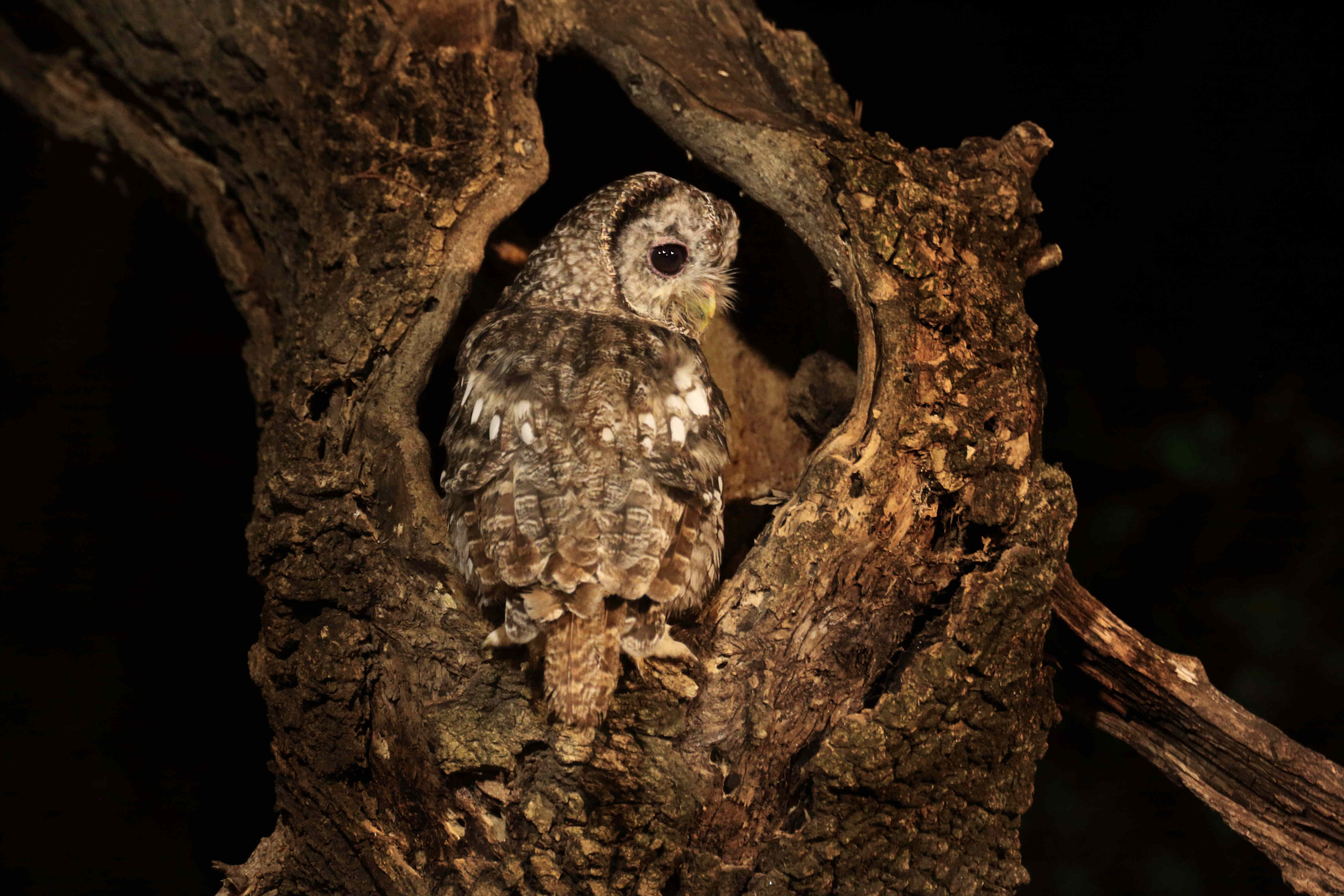 Gamarús (Strix aluco) -  Sant Esteve de Guialbes FOTO: Enric Ortega González