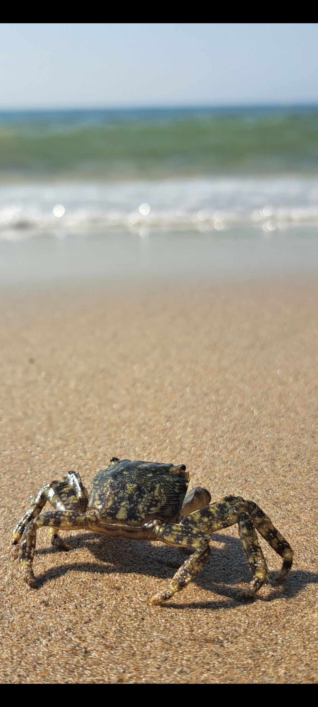 Hi arribaré - Vilanova i la Geltrú FOTO: Francisco Javier Narváez Labrada