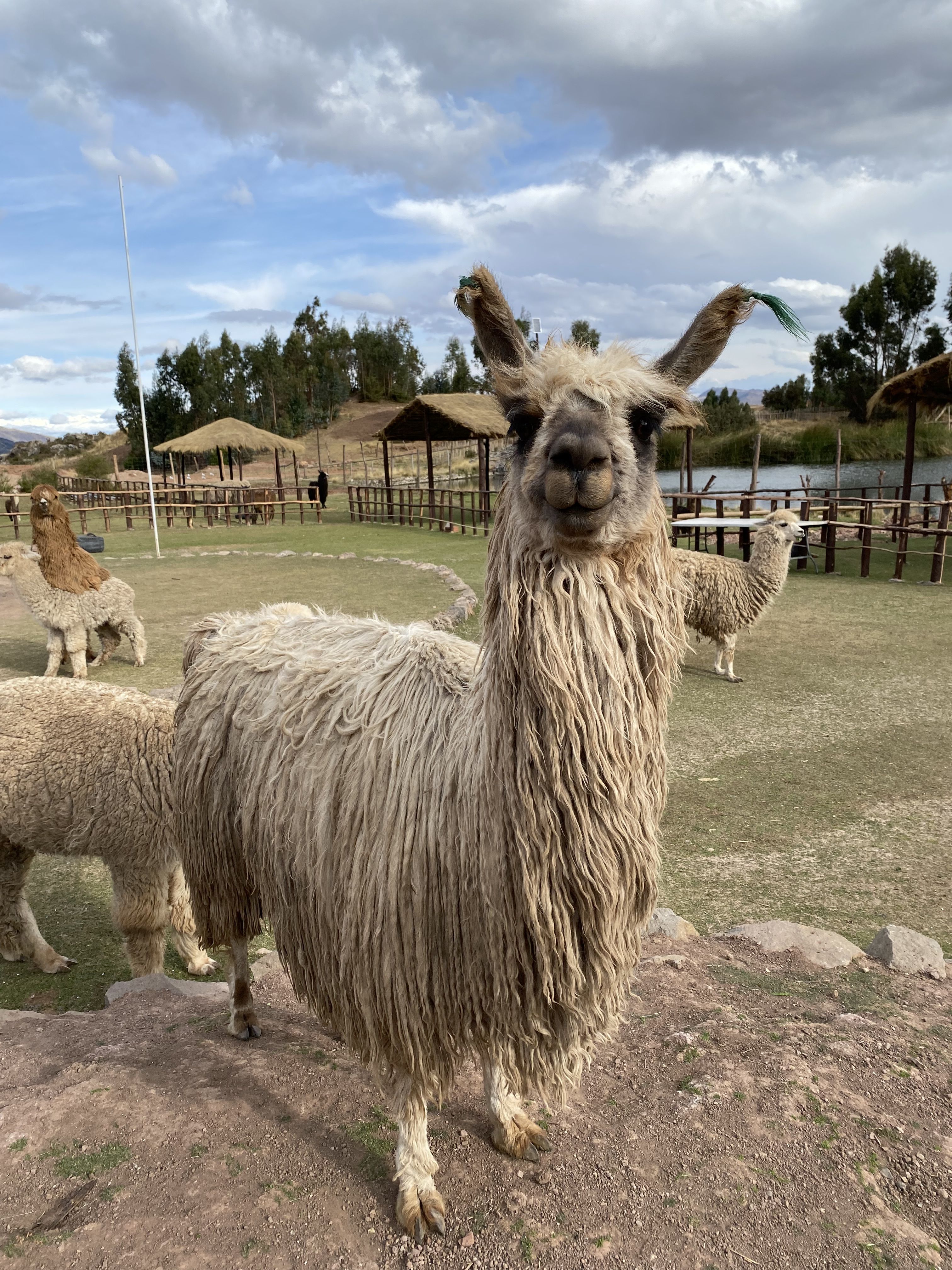 Ser feliç, és tan fàcil - Cusco, Perú FOTO: Martí Casas