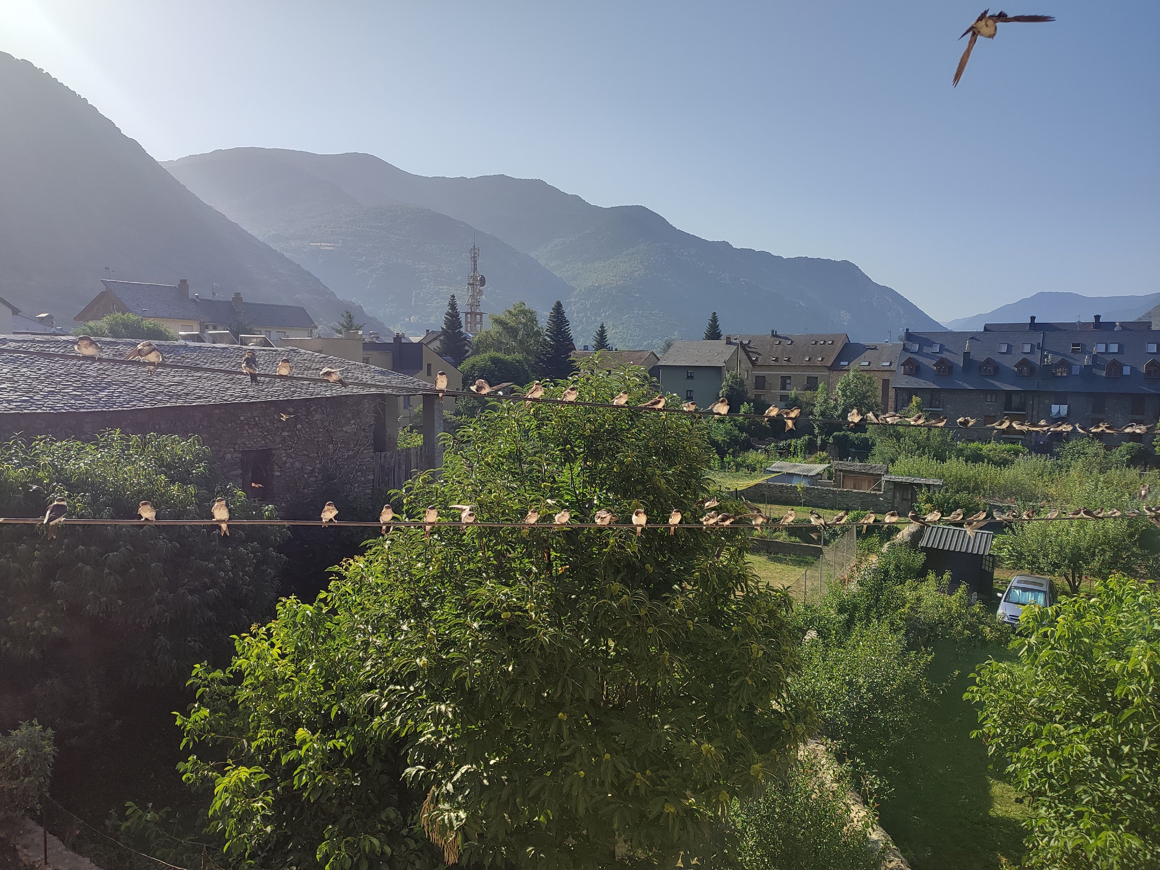 Matí estiuenc - Esterri d'Àneu FOTO: Montse Felip Centelles