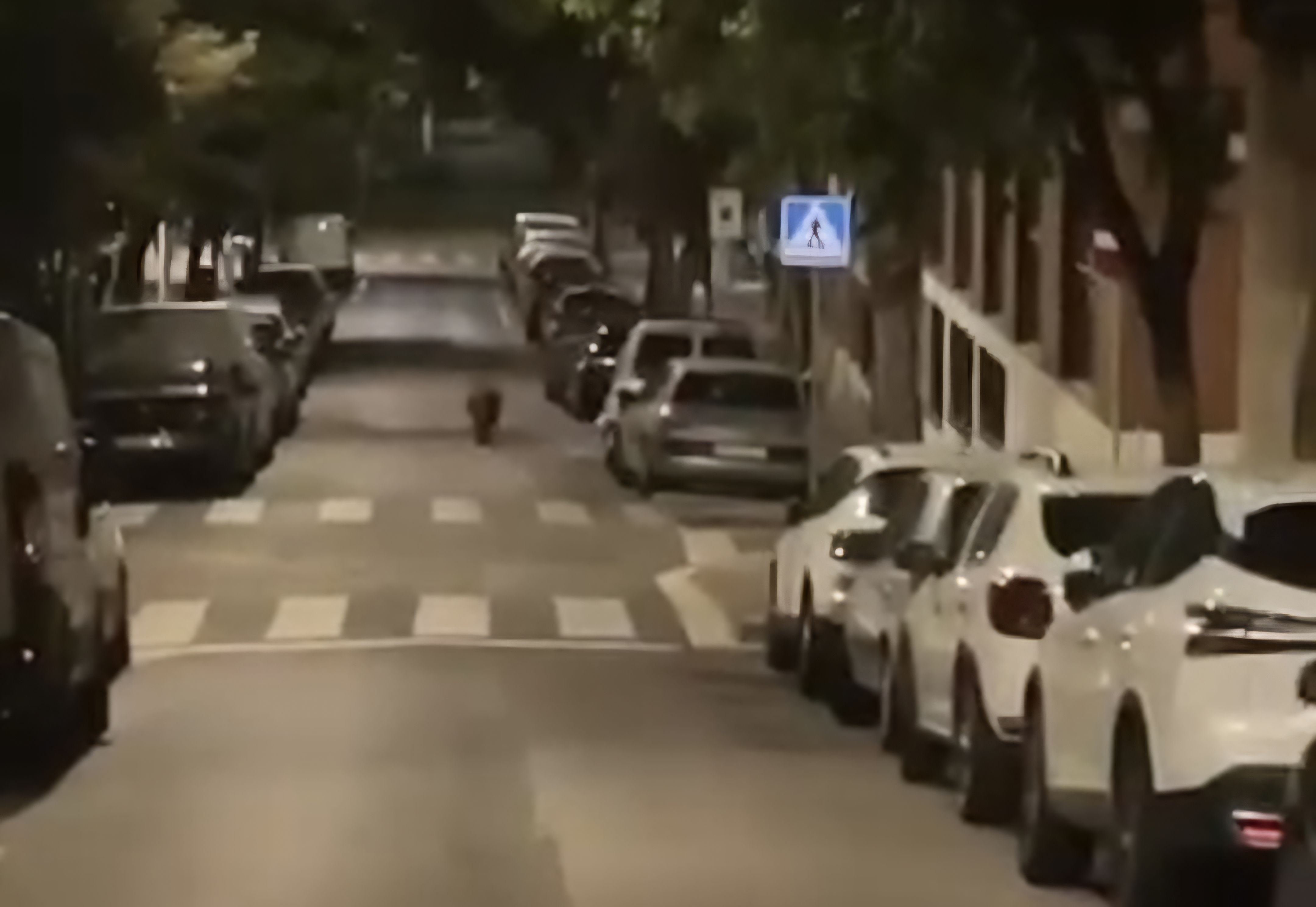 Un senglar a l'avinguda de Torreblanca FOTO: Cedida