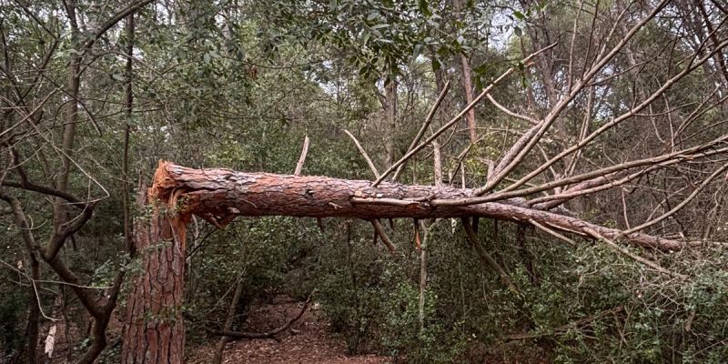 1  Pi blanc caigut a Collserola. Foto JR Armadàs 