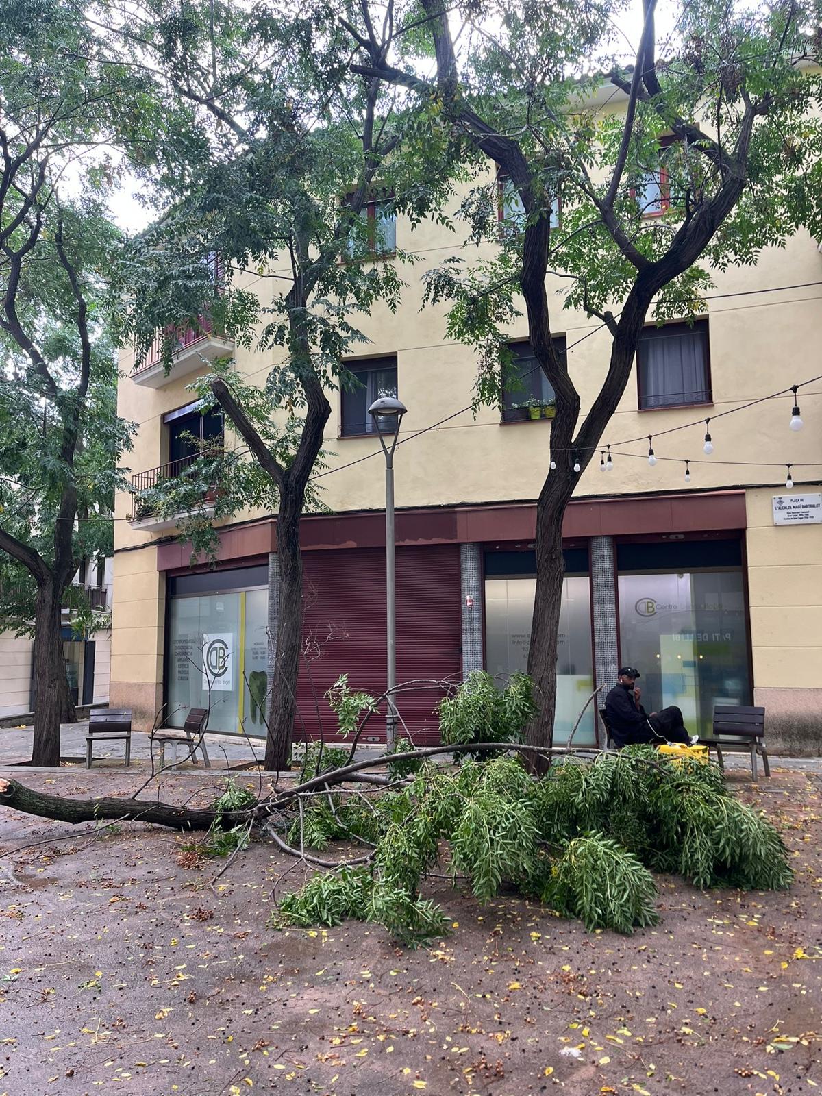 Les pluges del 28 d'agost van fer caure una gran branca a la plaça de l'alcalde Magí Bartralot. Foto: Maria Hanali