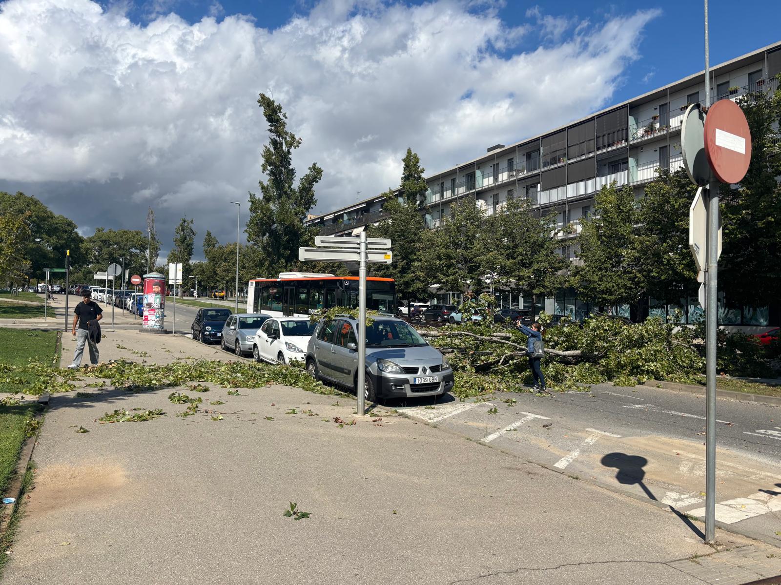 Un arbre ha caigut al centre de Sant Cugat. FOTO: TOT Sant Cugat 