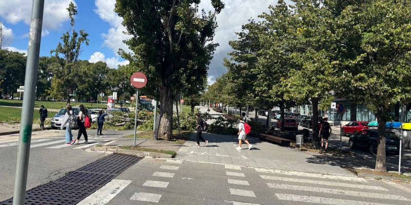 francesc macia arbre