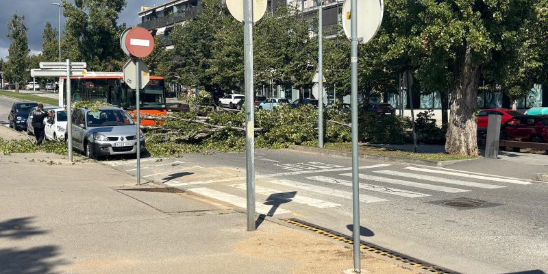 francensc macia arbre 2