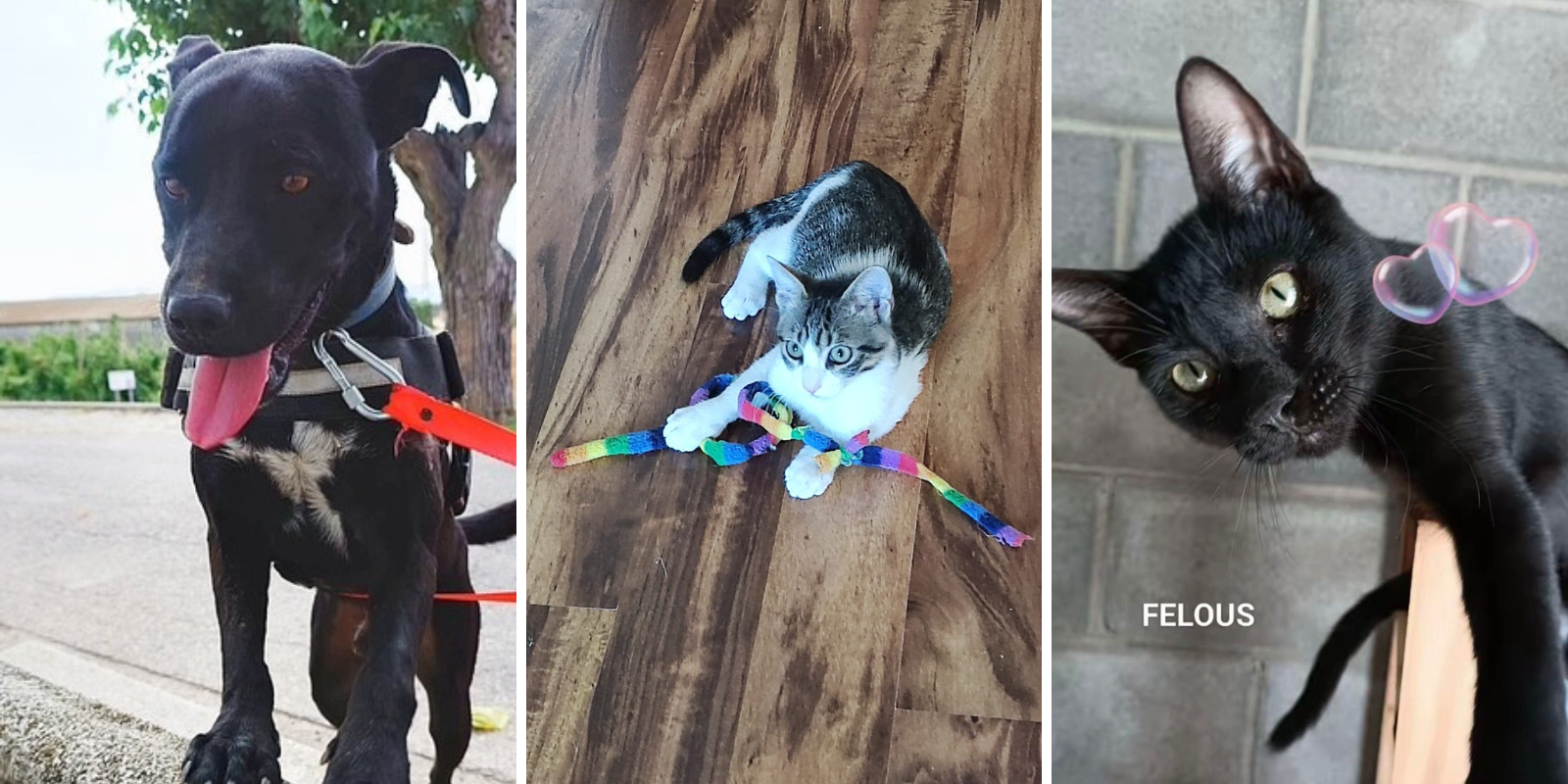 Animals en adopció: Fawkes, Dunham i Felous. FOTO: Cedida