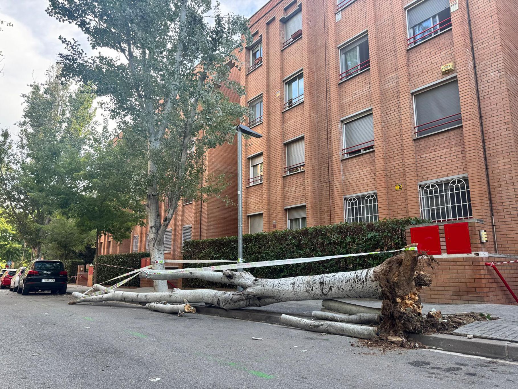 Un arbre arrencat pel temporal del 28 d’agost FOTO: TOT Sant Cugat 