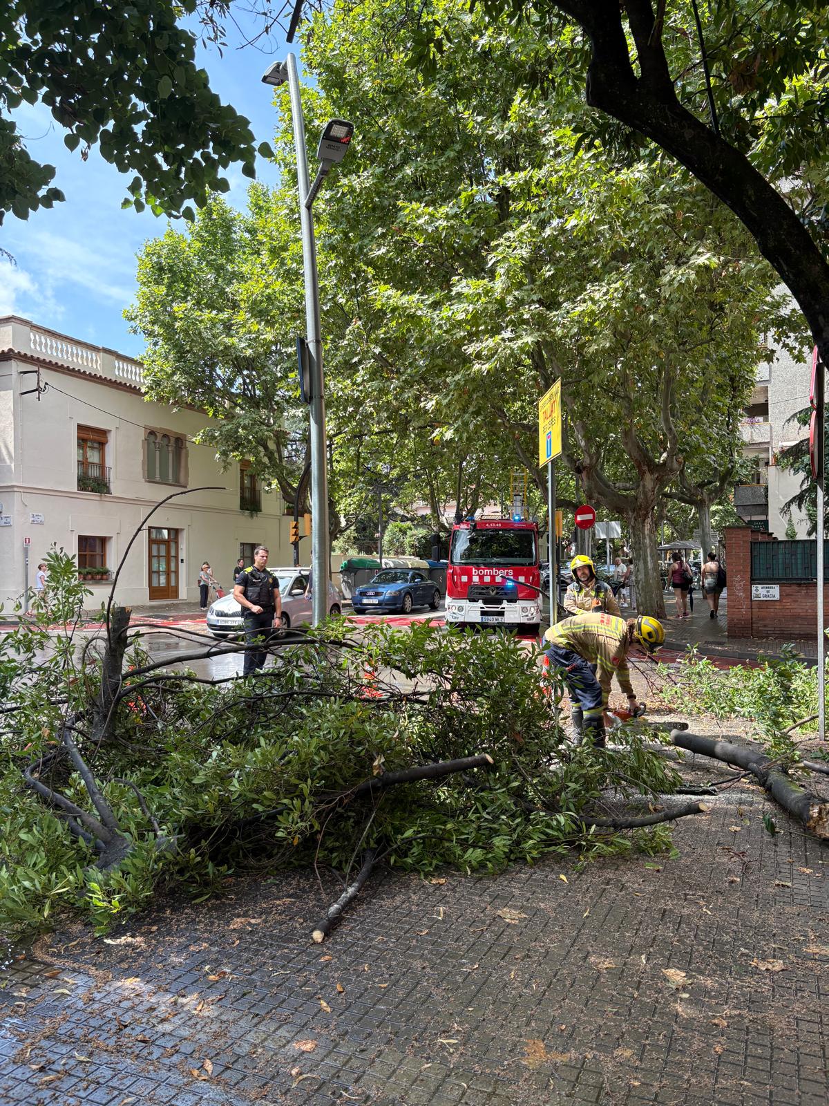 Branques caigudes al Pla del Vinyet al juliol del 2025. FOTO: TOT Sant Cugat