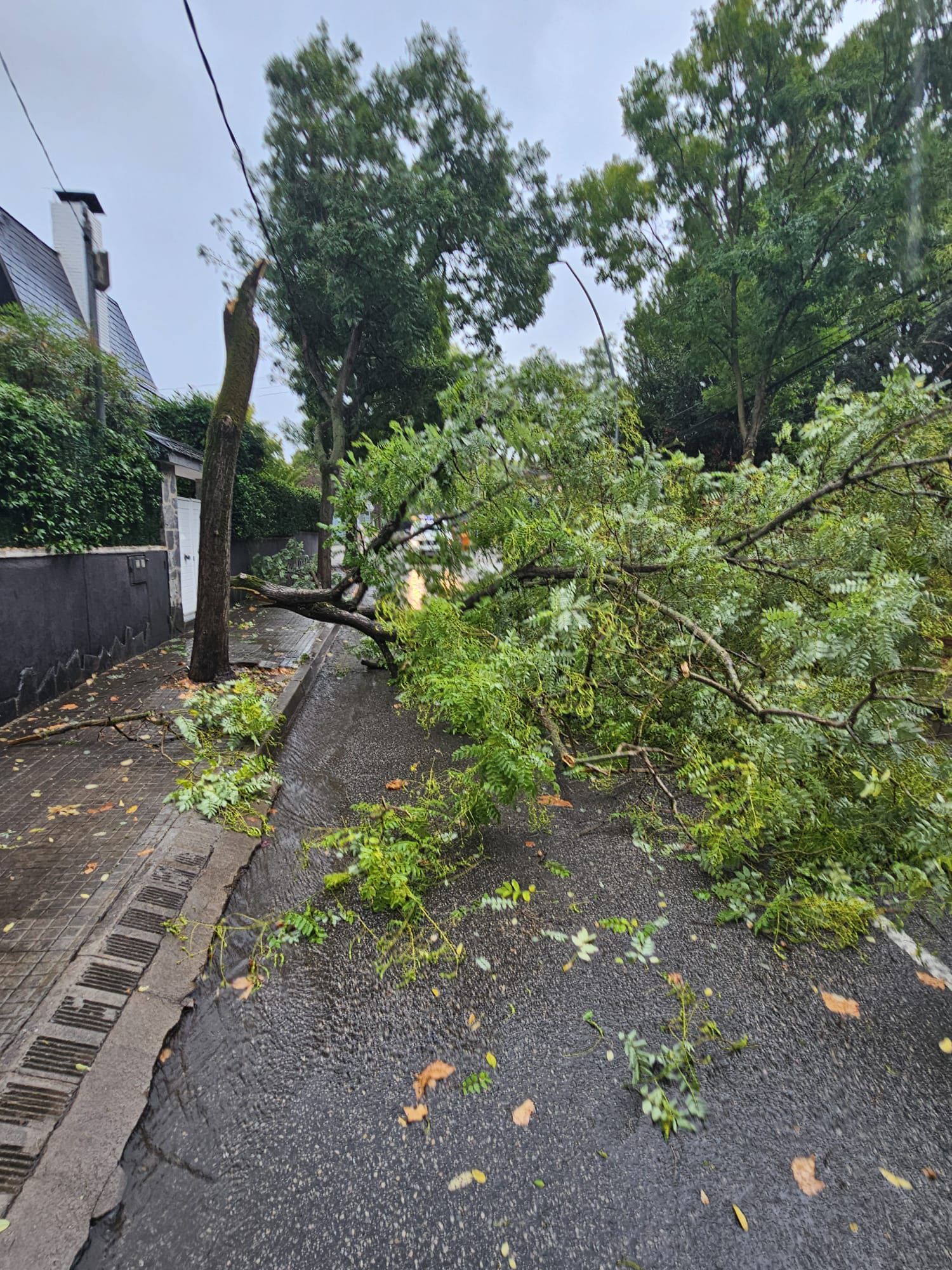 Un arbre caigut a Mira-sol el passat 13 de setembre del 2025 FOTO: TOT Sant Cugat