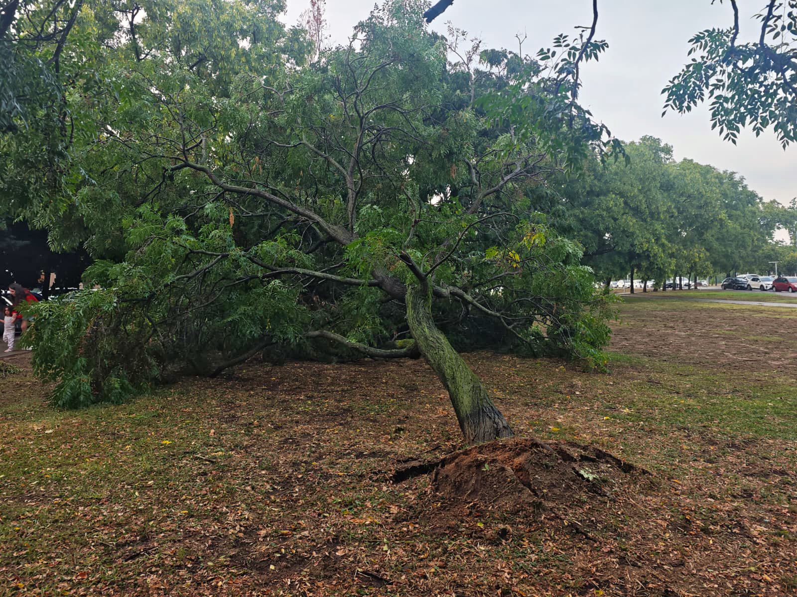 Arbre arrencat als Jardins del Monestir el 13 de setembre del 2025  FOTO: TOT Sant Cugat