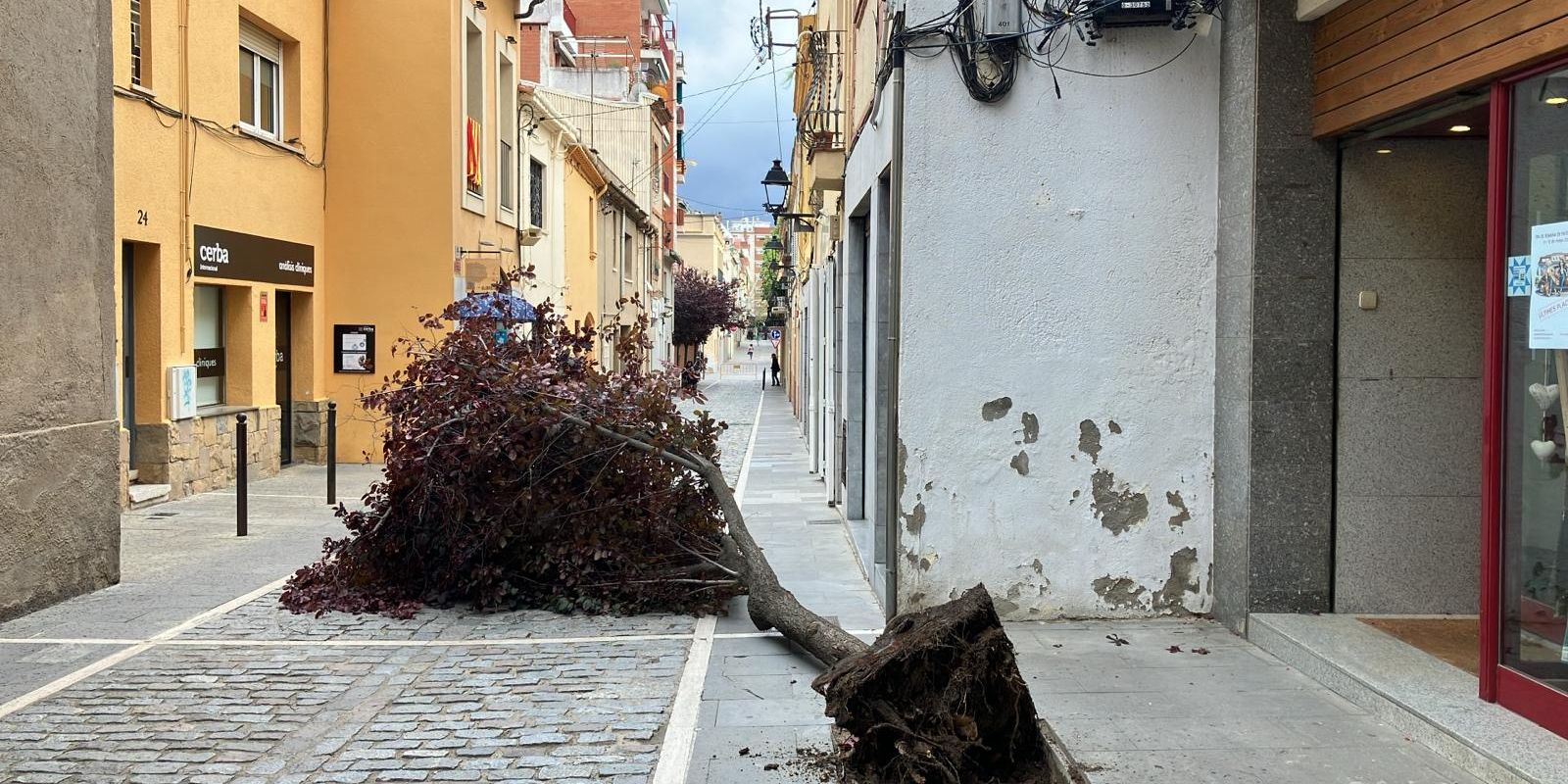 Un arbre arrencat d’arrel al carrer de Xerric a l’abril del 2024  FOTO: TOT Sant Cugat