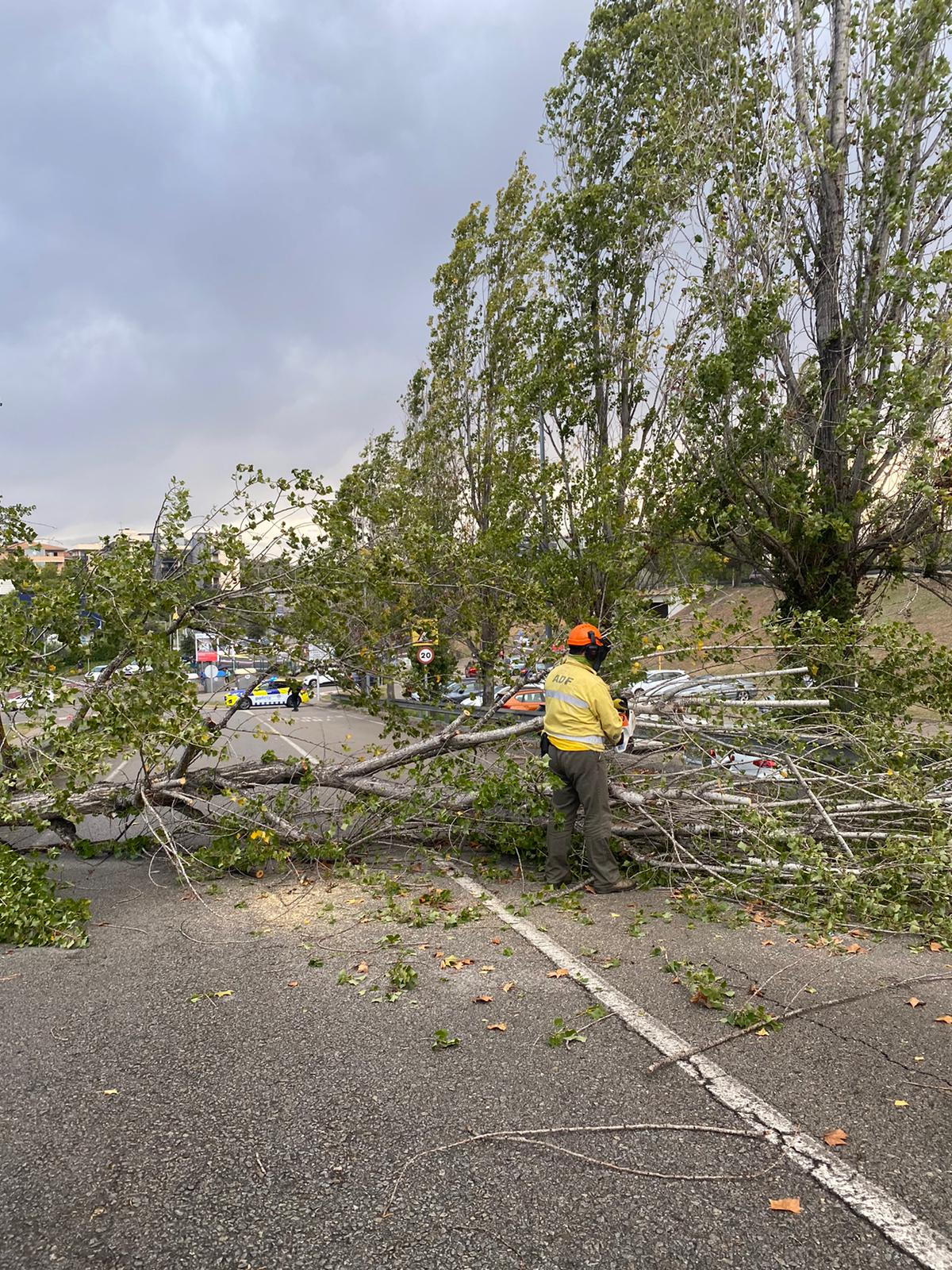 ADF treballant per retirar un arbre caigut a la carretera de Vallvidrera el novembre del 2023  FOTO: TOT Sant Cugat