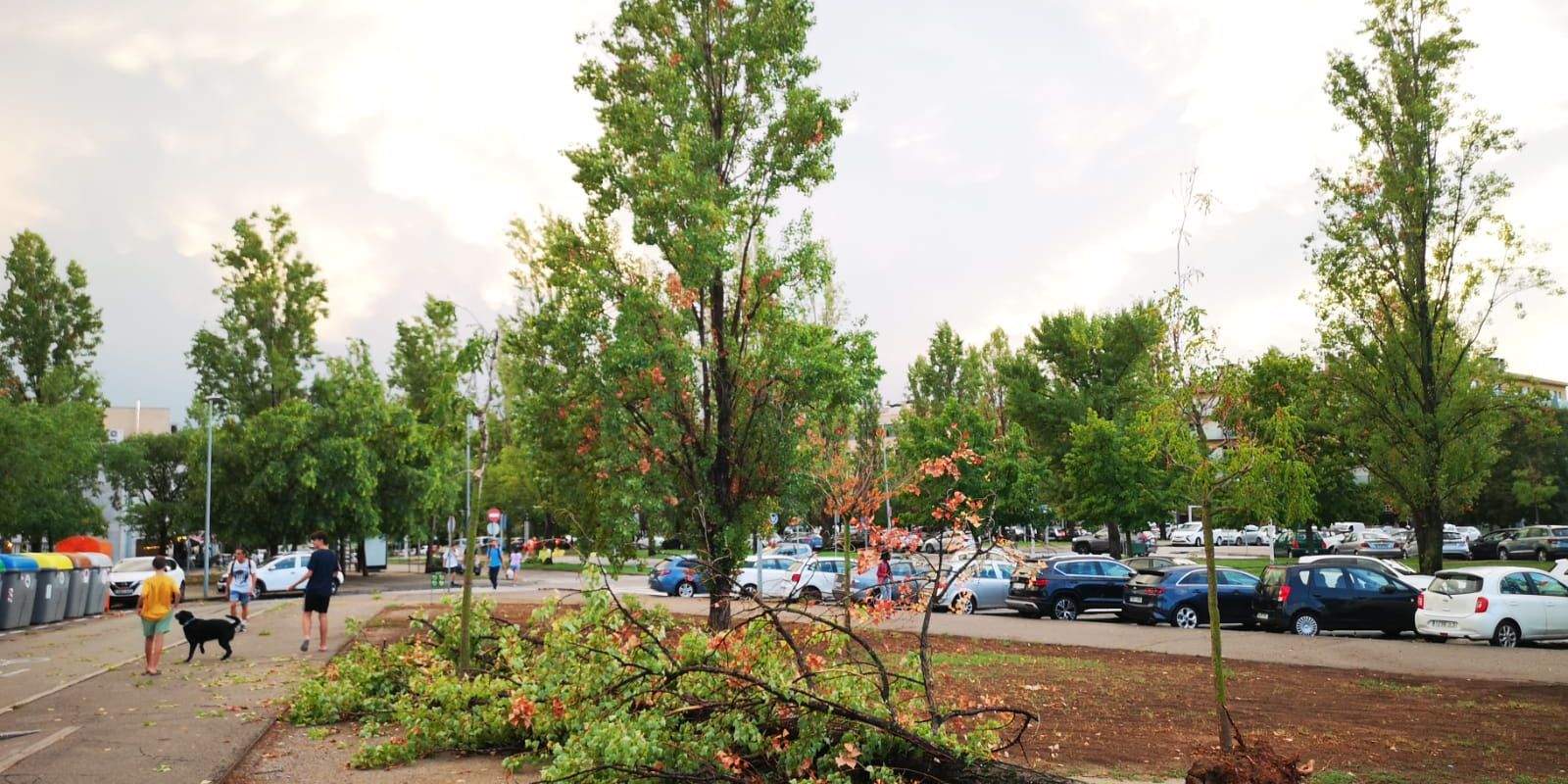Arbre a Coll Favà al setembre del 2022 FOTO: TOT Sant Cugat