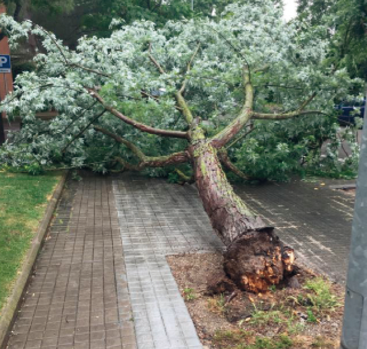 Arbre caigut al carrer de Joan Amades el 2020  2020 FOTO: TOT Sant Cugat