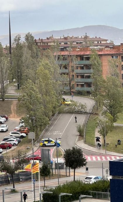 Arbre caigut a Coll Favà al novembre del 2023 FOTO: TOT Sant Cugat