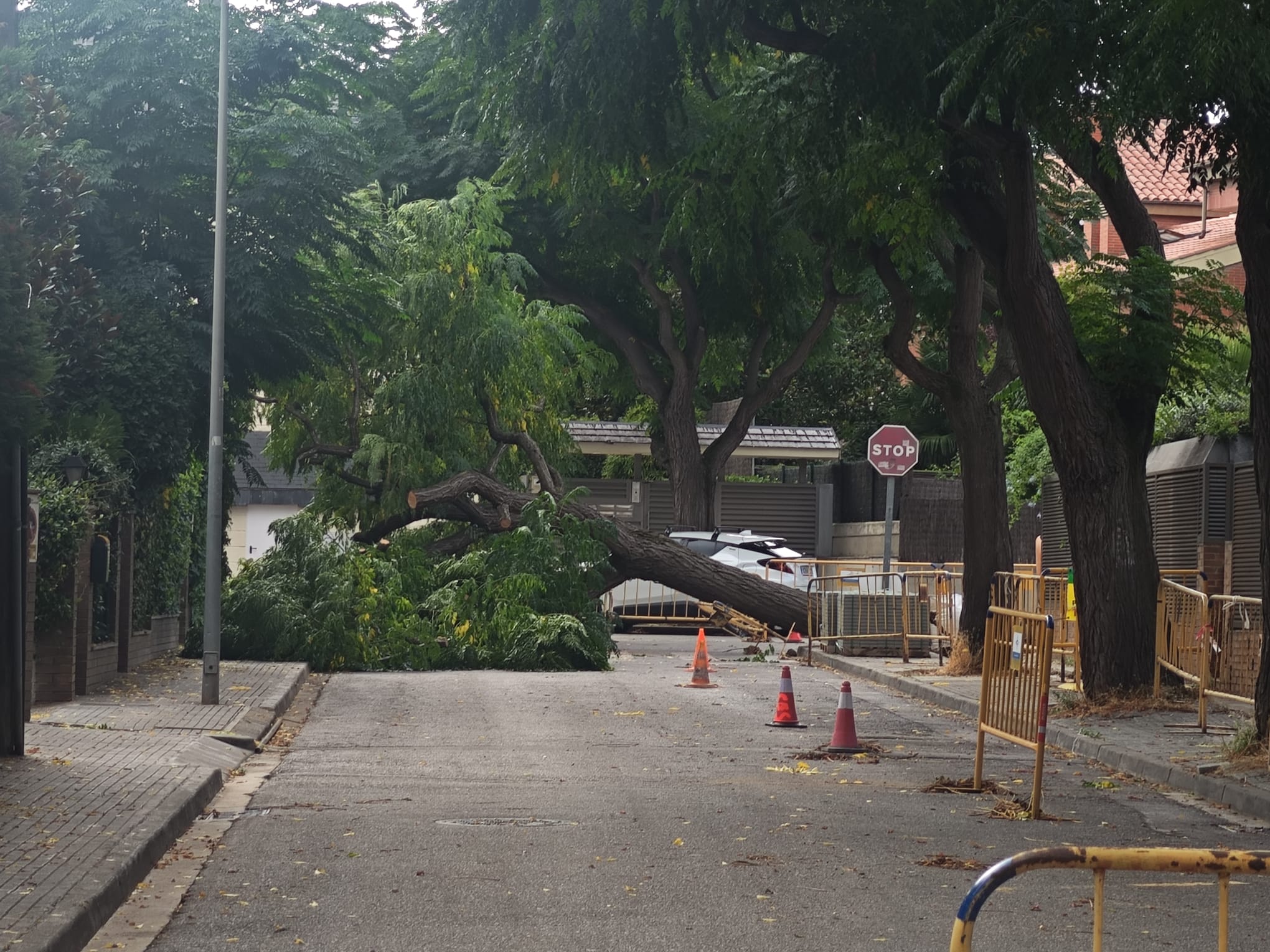 Arbre caigut al passeig del carme a l'agost del 2025 FOTO: TOT Sant Cugat