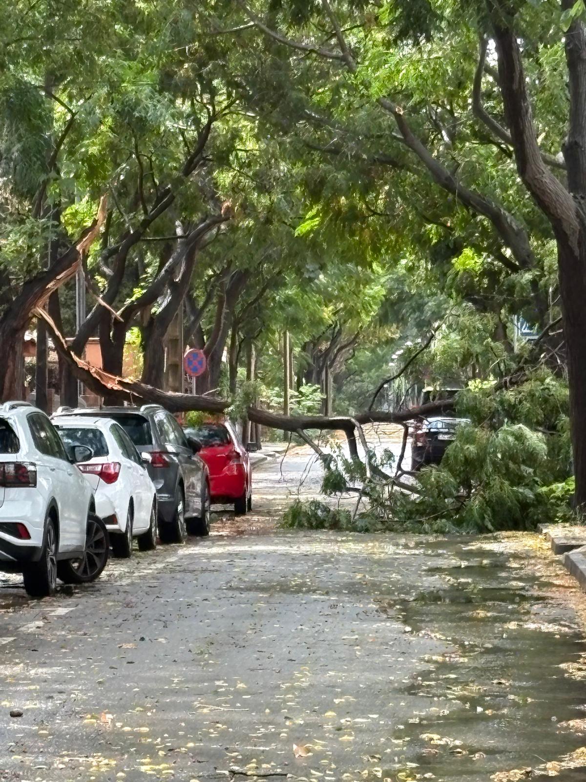 Arbre caigut a la rambla del Jardí a l'agost passat FOTO: TOT Sant Cugat