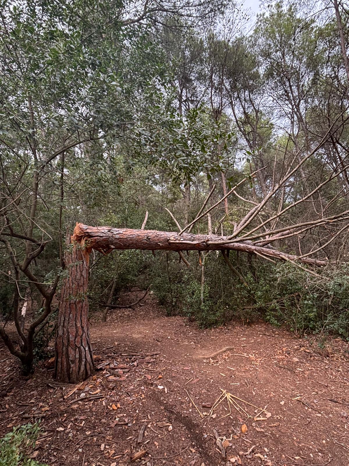 Pi blanc caigut a Collserola. Foto JR Armadàs 