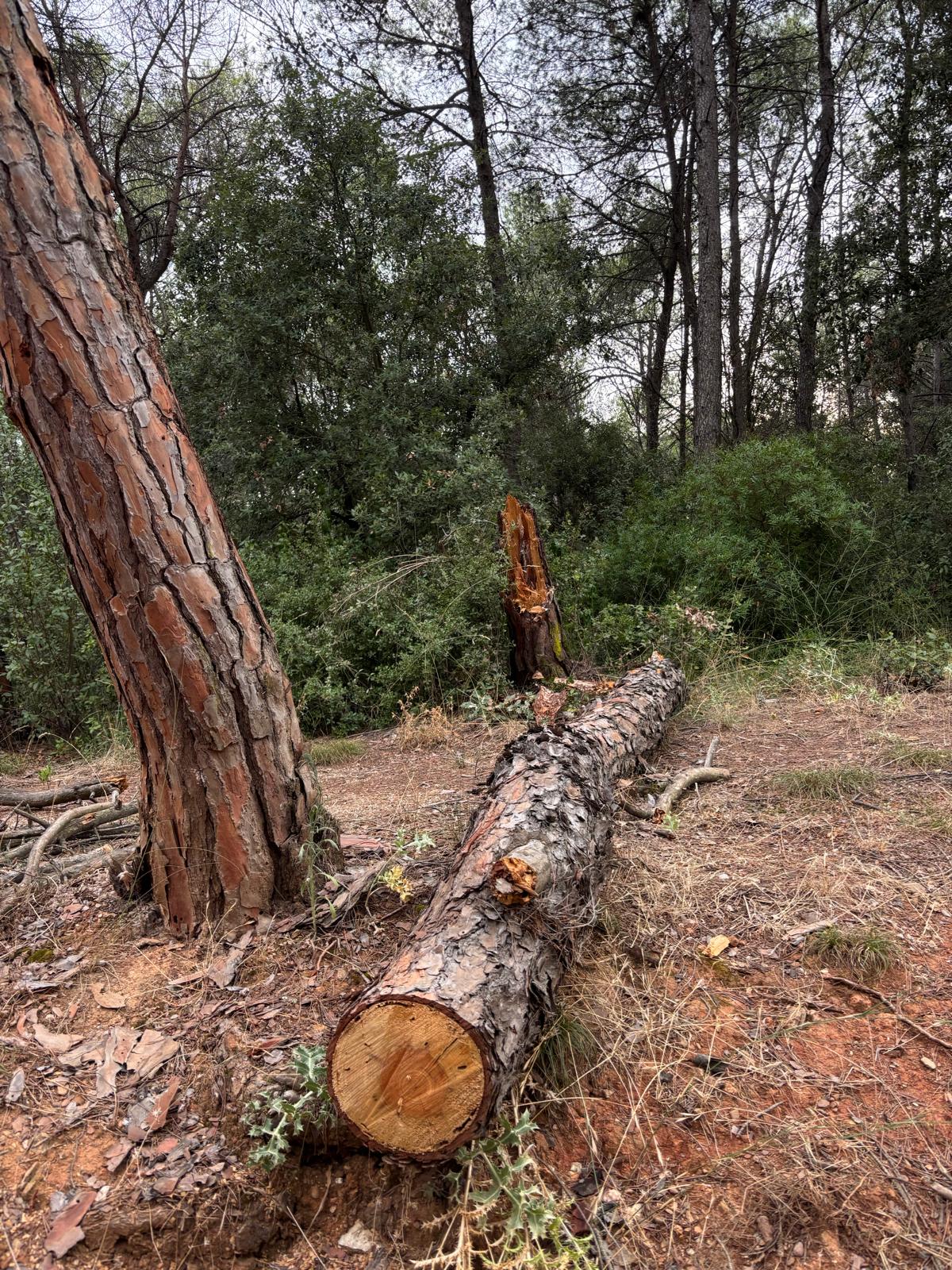 Alguns dels arbres caiguts a Collserola han de ser talats per no obstaculitzar el camí. Foto JR Armadàs