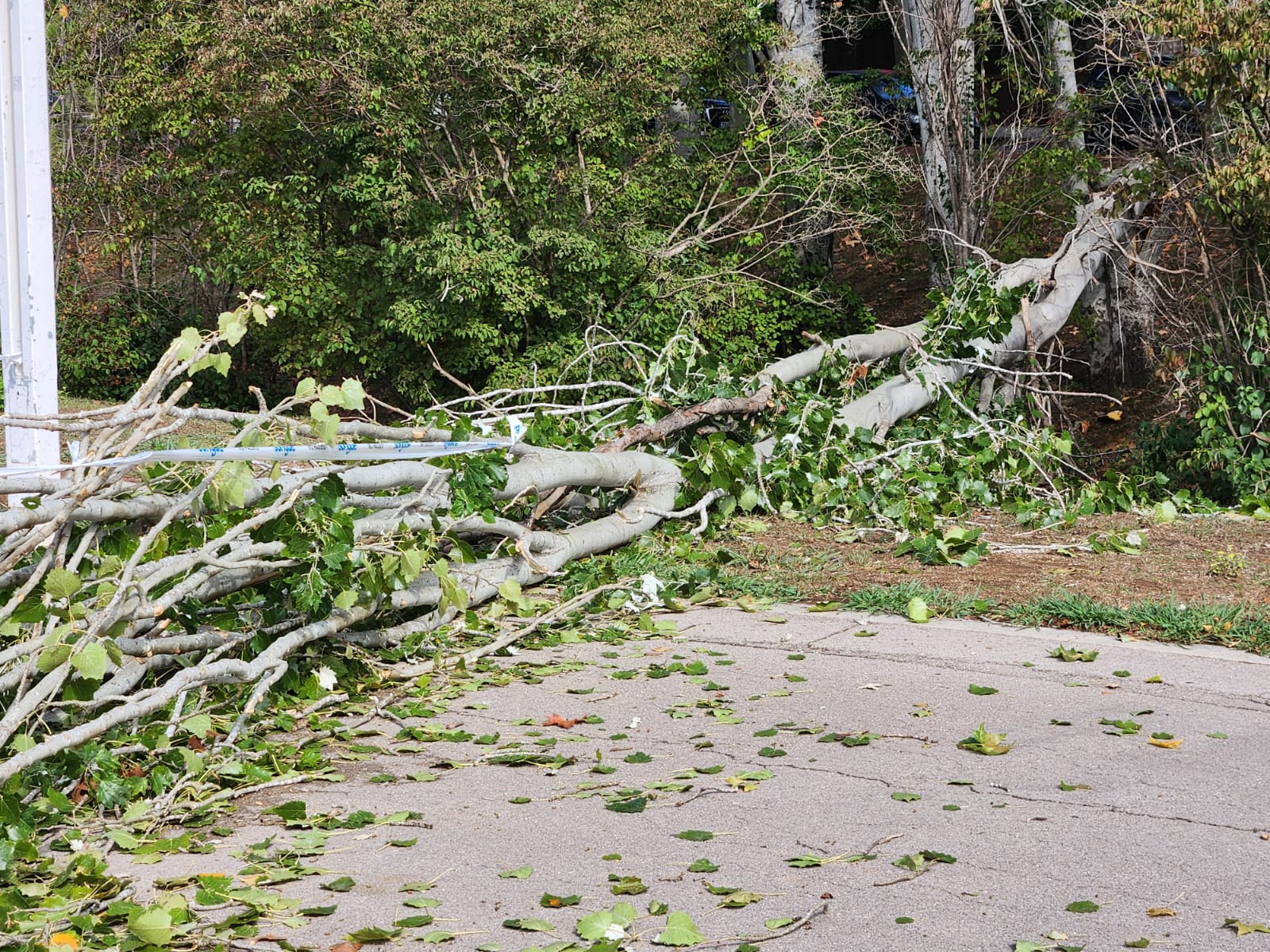 Arbre caigut al Parc Central Foto Cedida 